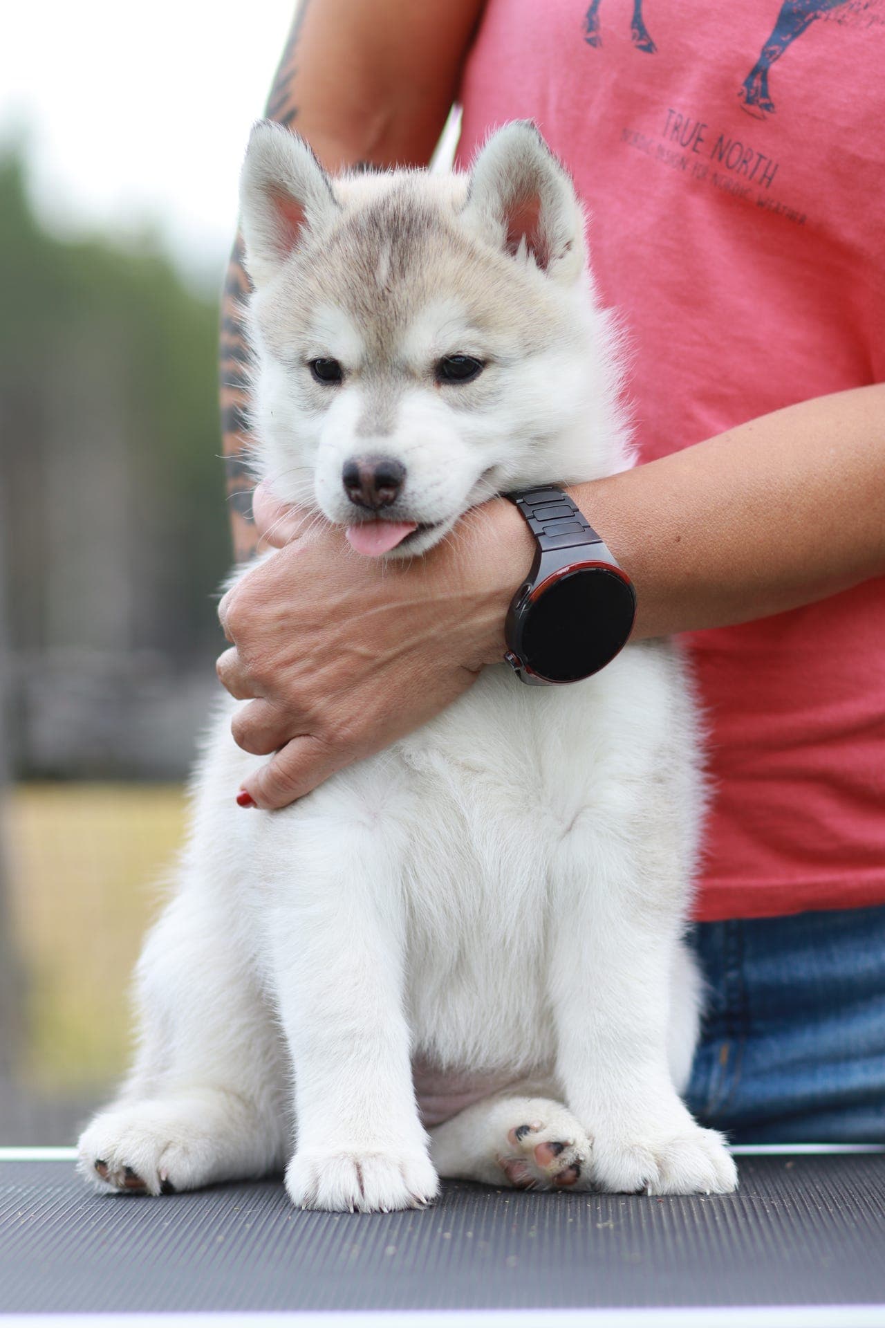 Siberian Husky Valpeer NKK/FCI