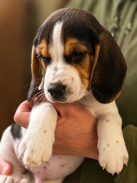 Beagle valper født 5. juli!