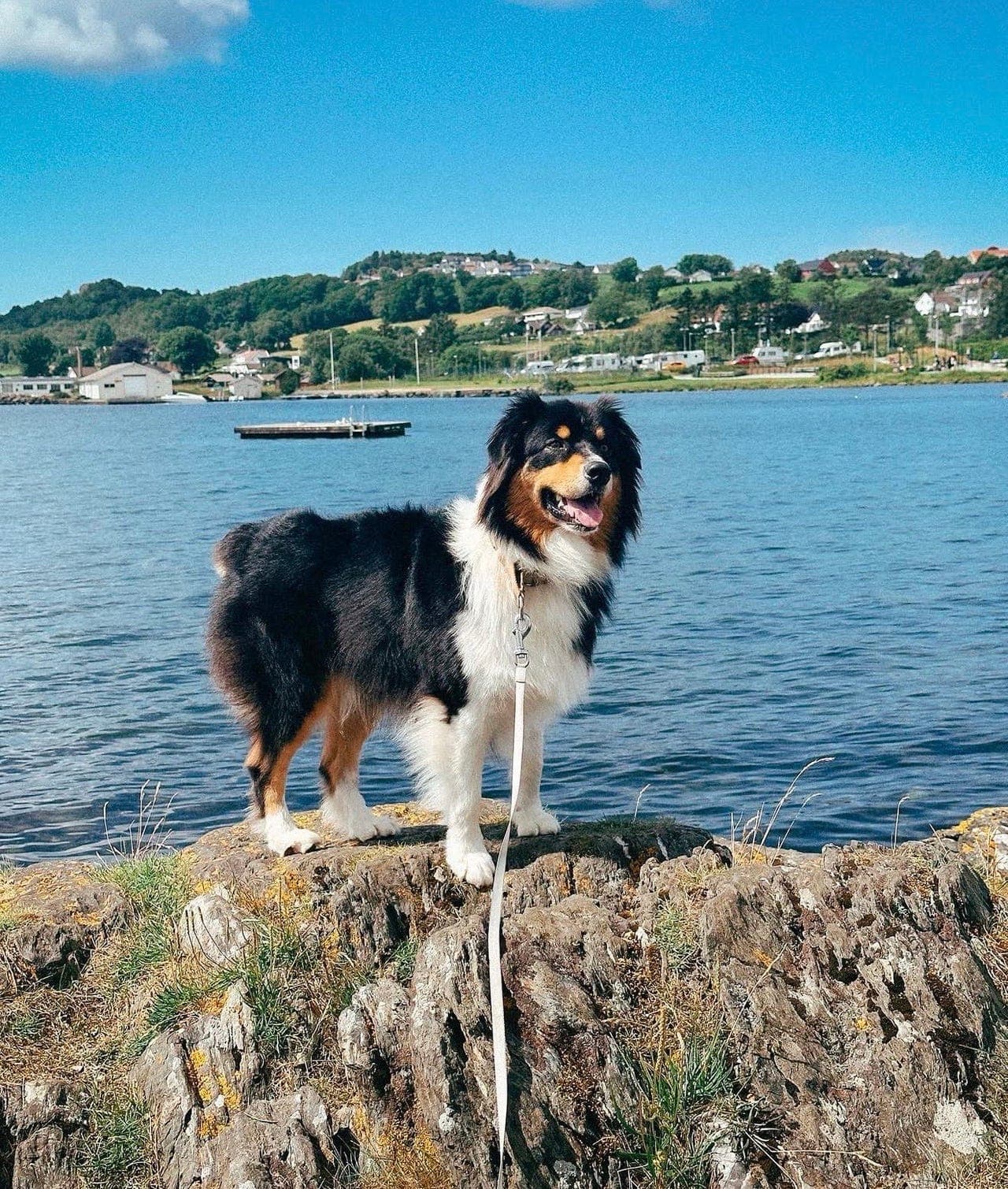 Louie (6 år) søker sitt nye for-alltid-hjem 🐾