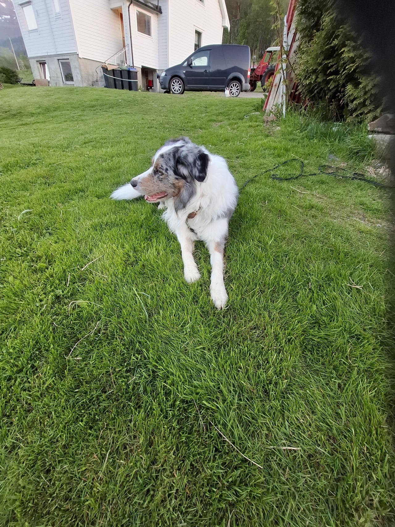 Border Collie