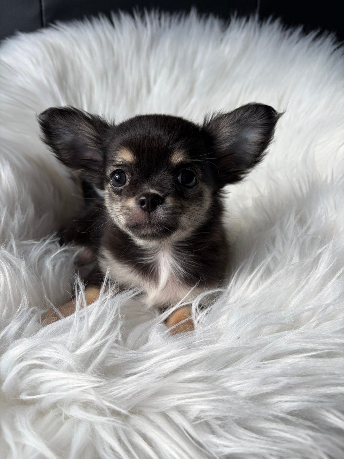 3 Herlige langhåret Chihuahua gutter med stamtavle er klare for sitt nye hjem.