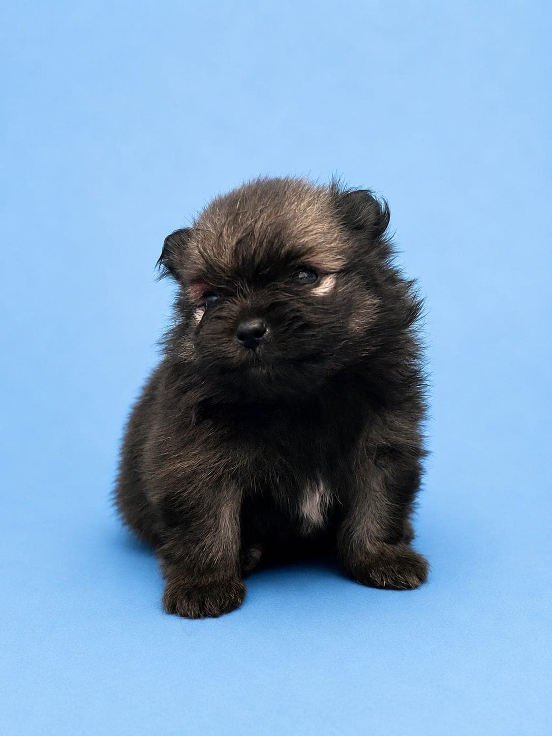 Pomeranian hannvalp - NKK registrert/stamtavle