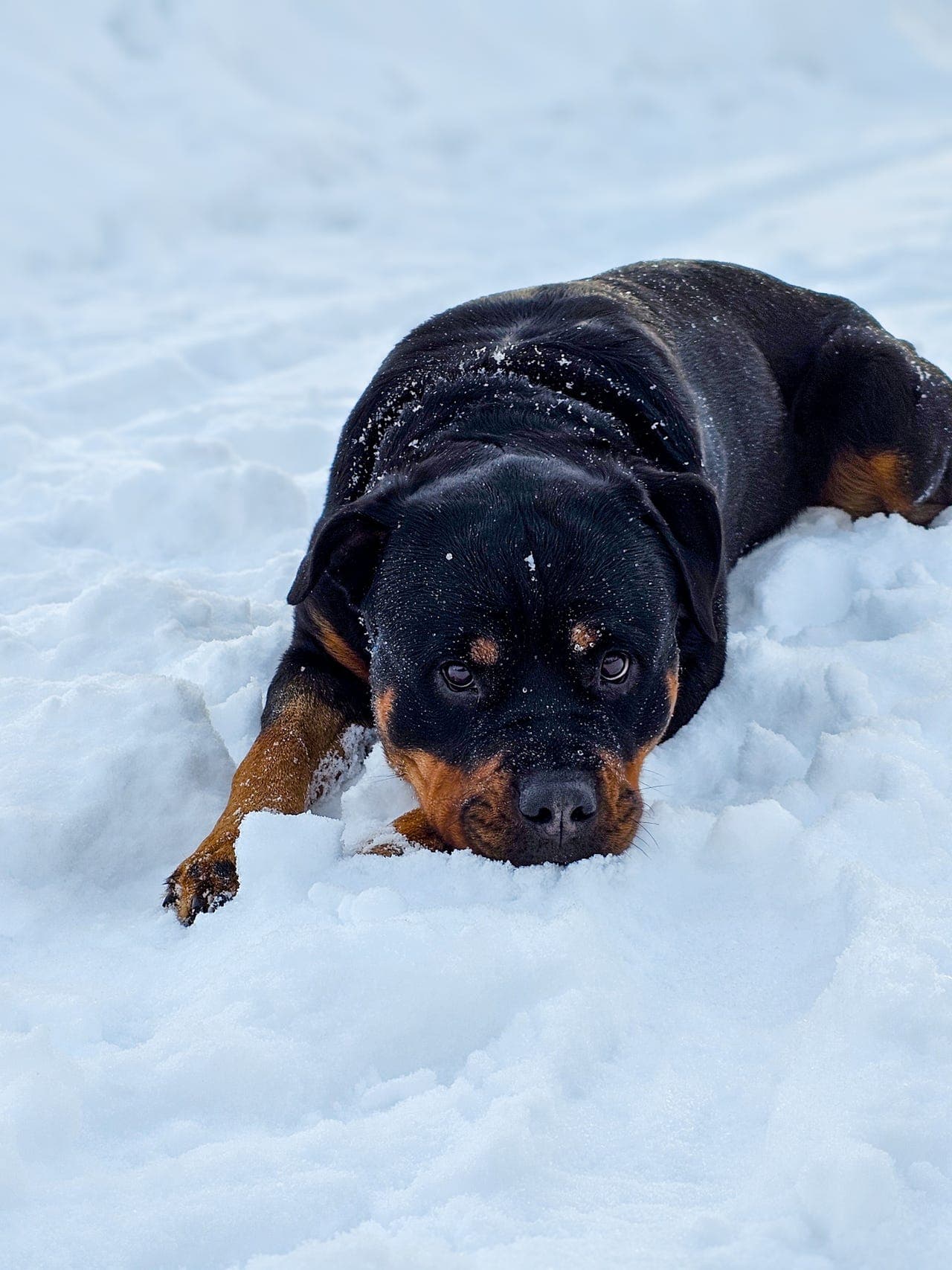 Rottweilertispe (4) omplasseres til riktig hjem