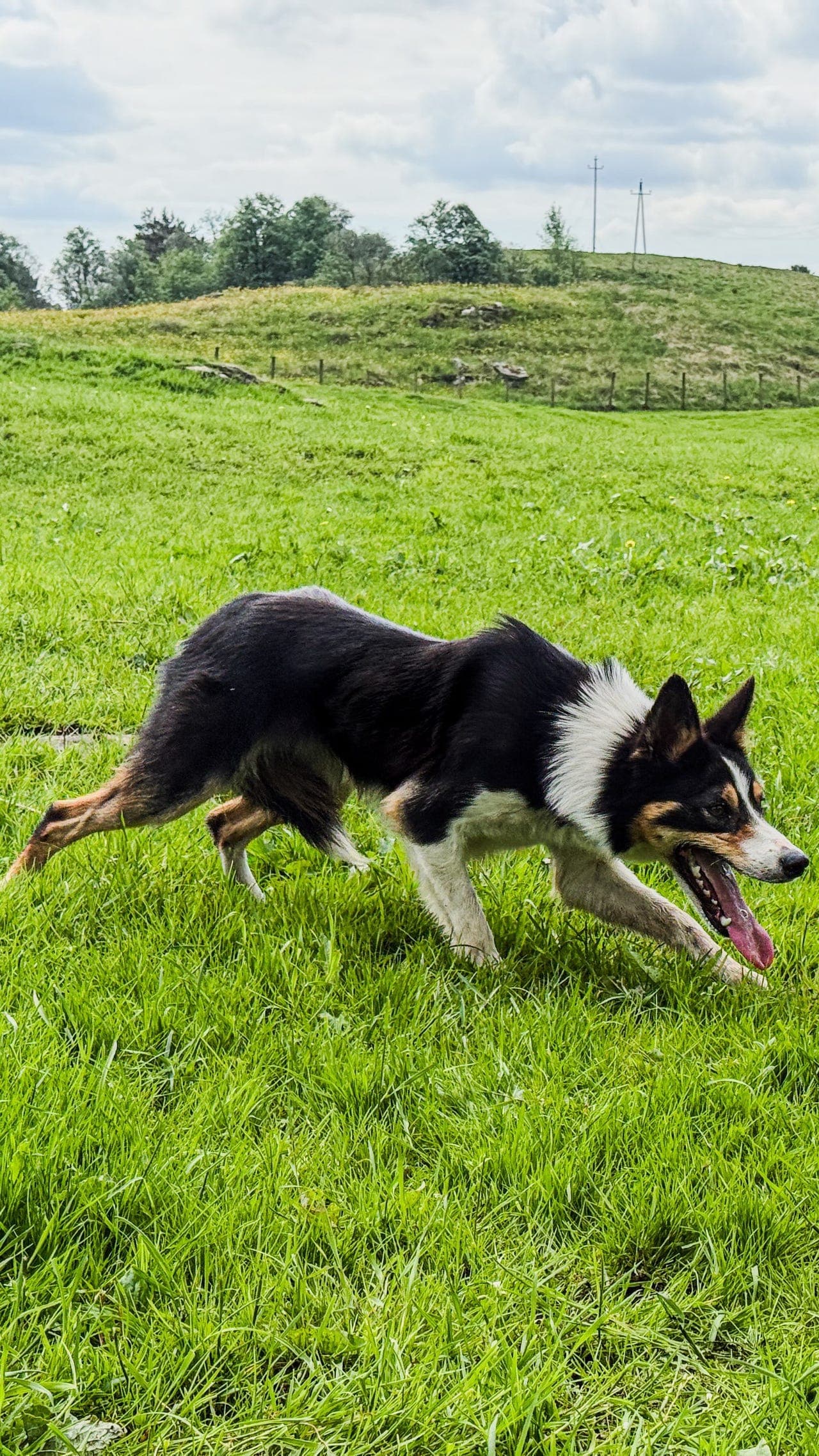Border Collie Gjeterhund