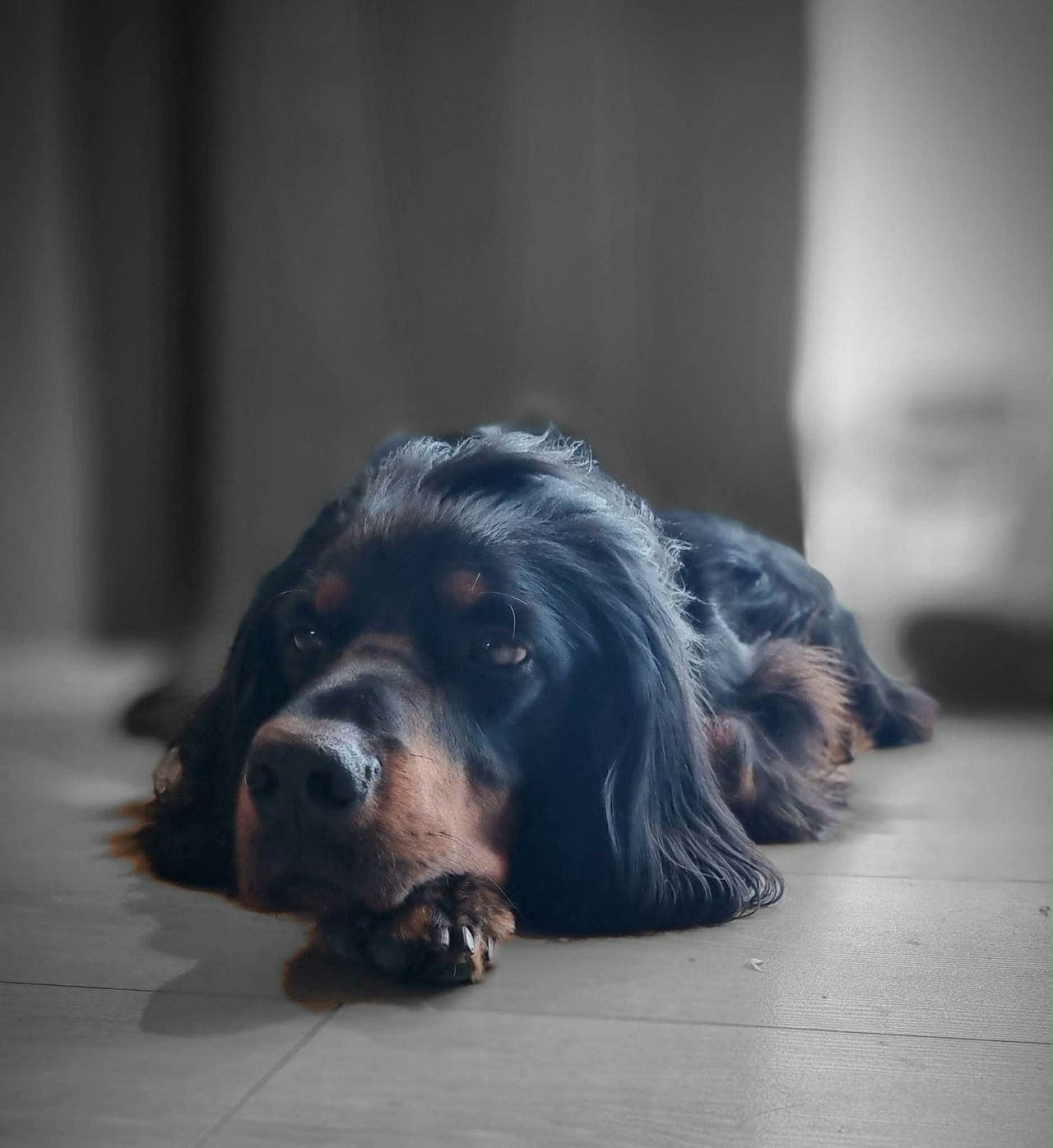 Gordon setter hannhund på 5 år vurderes omplassert
