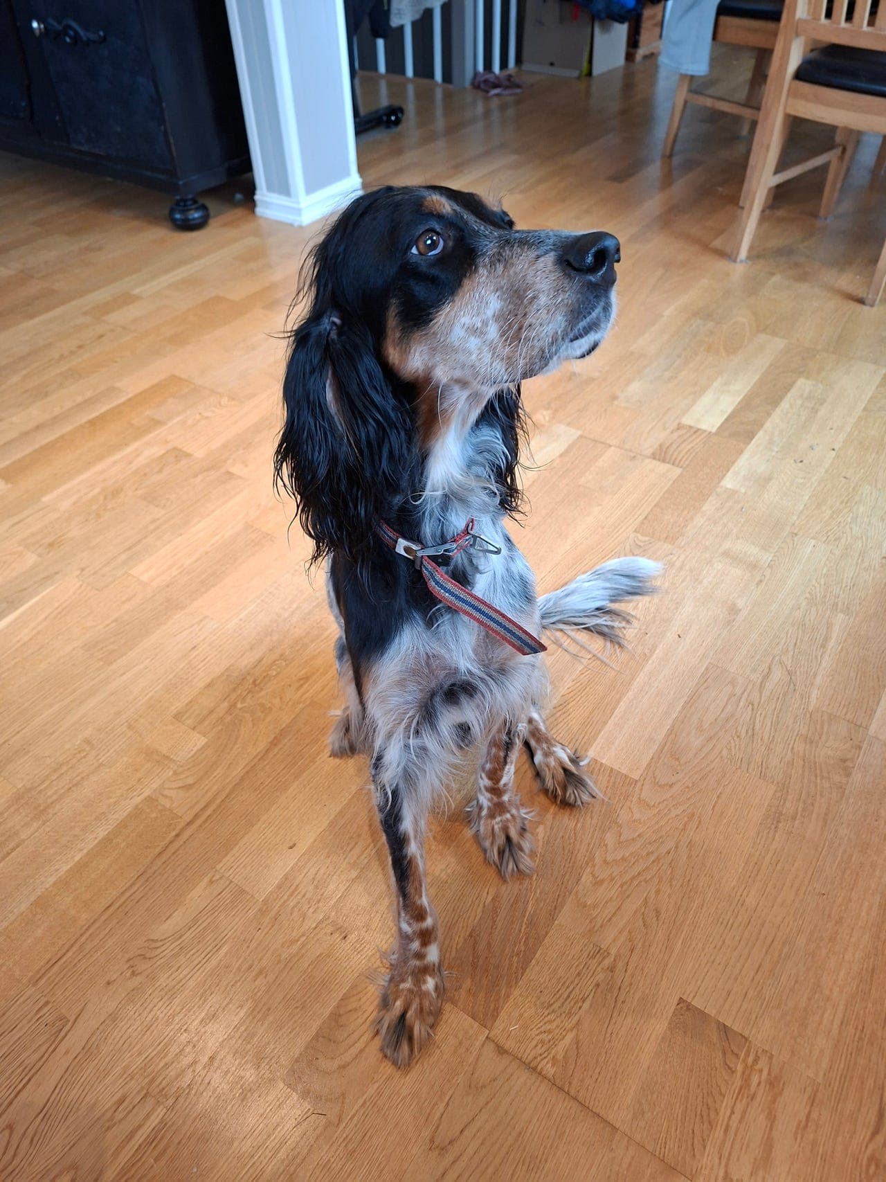 Engelsk setter valper til salgs