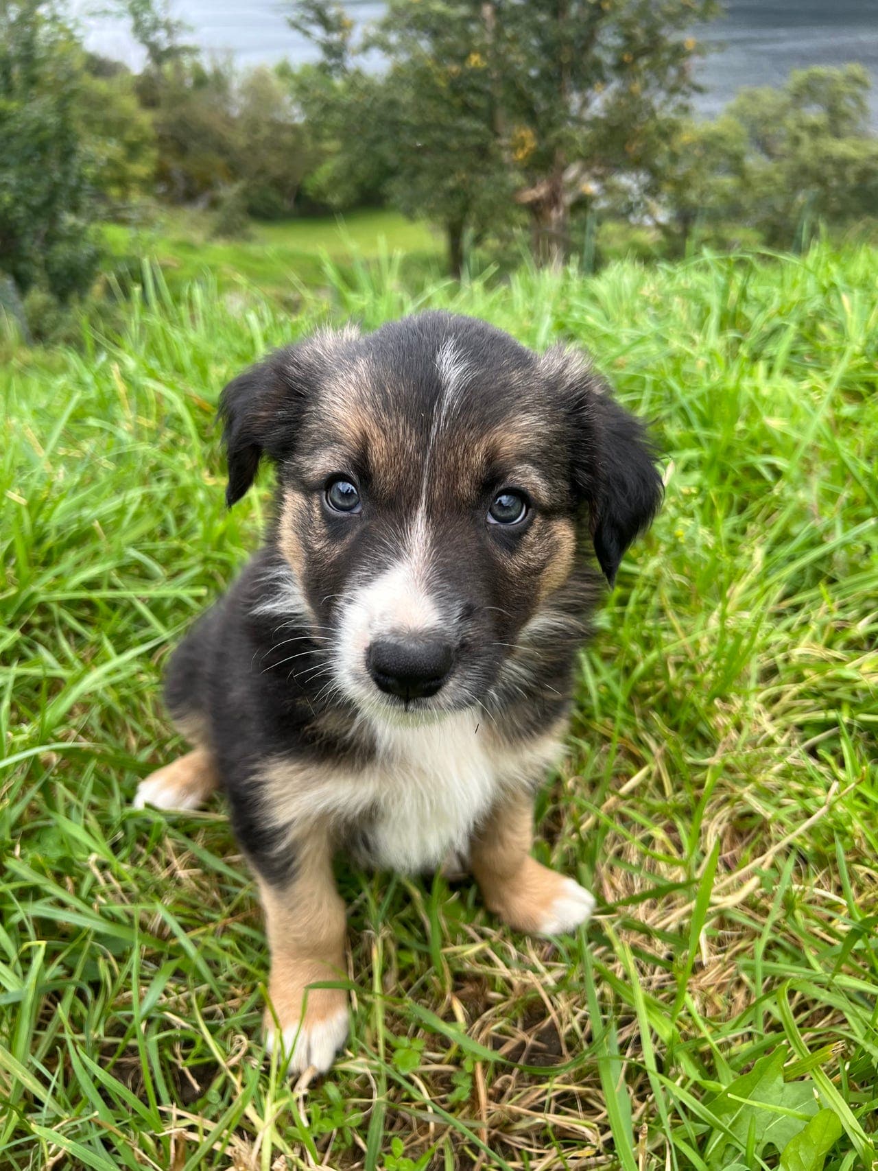 Nydelig border collie gutte valp -NKK reg