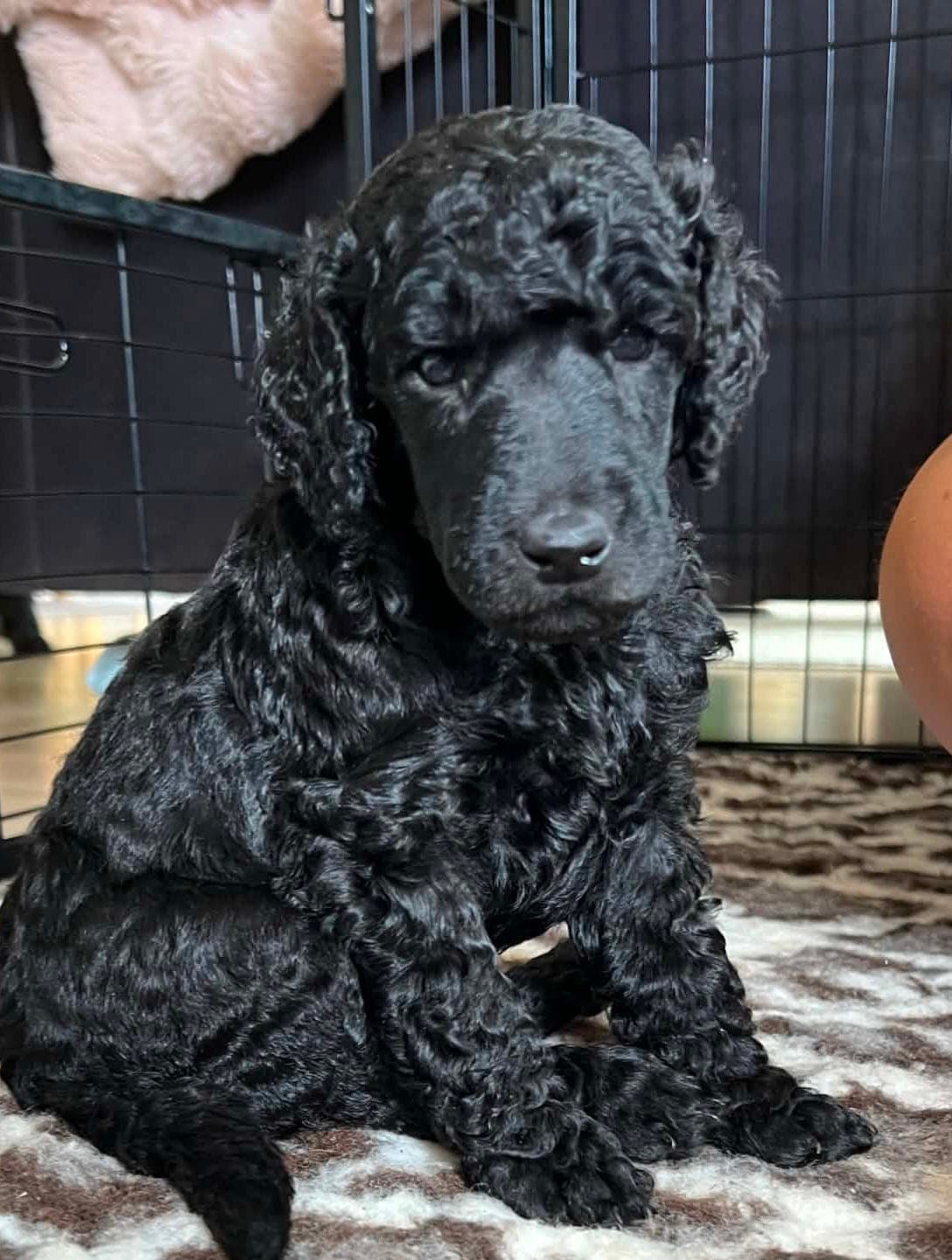 4 flotte storpuddelgutter ønsker seg gode hjem💙🐩3 grå og 1 hvit🥰