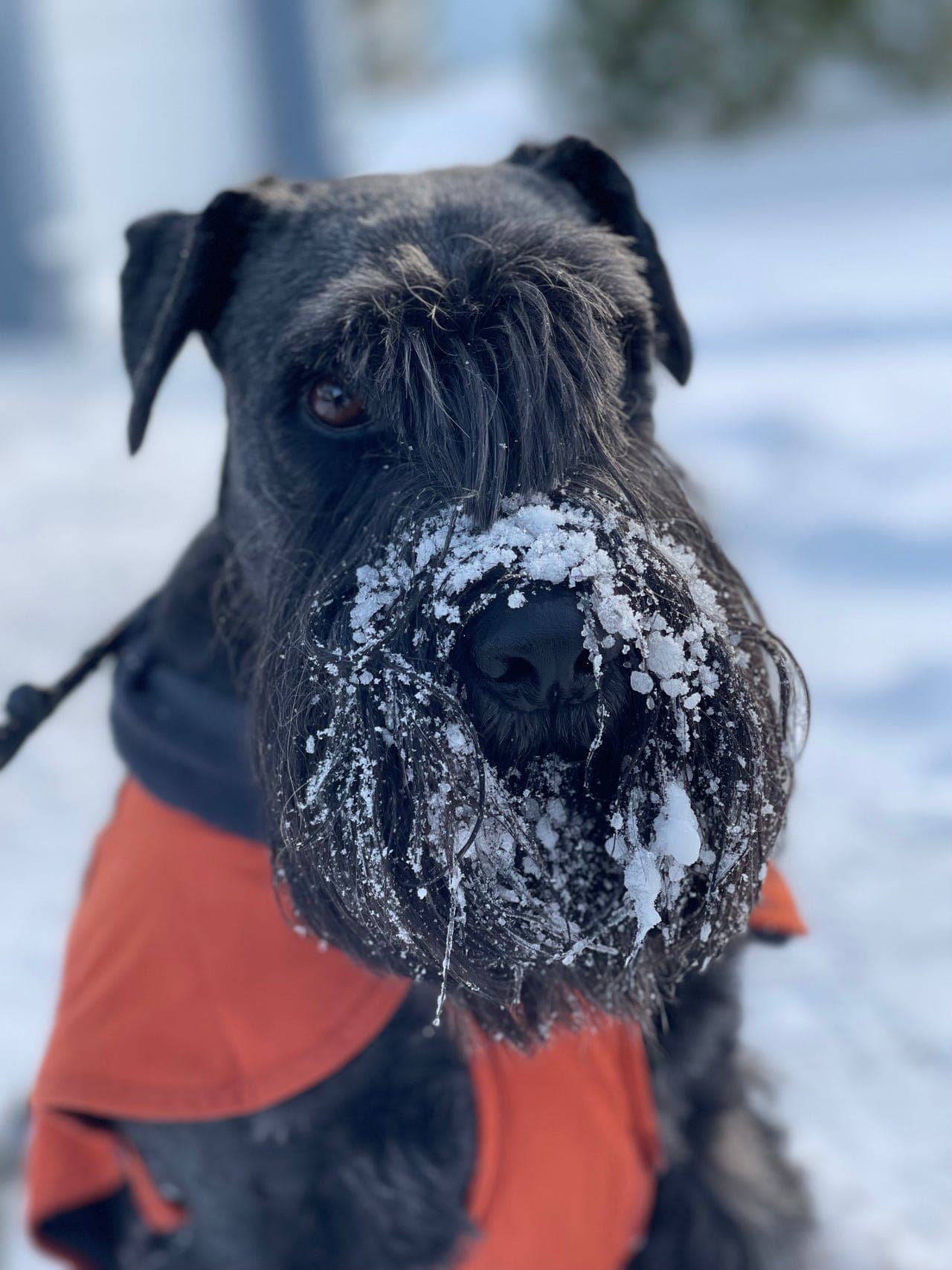 Std Schnauzer søker nytt og rolig hjem