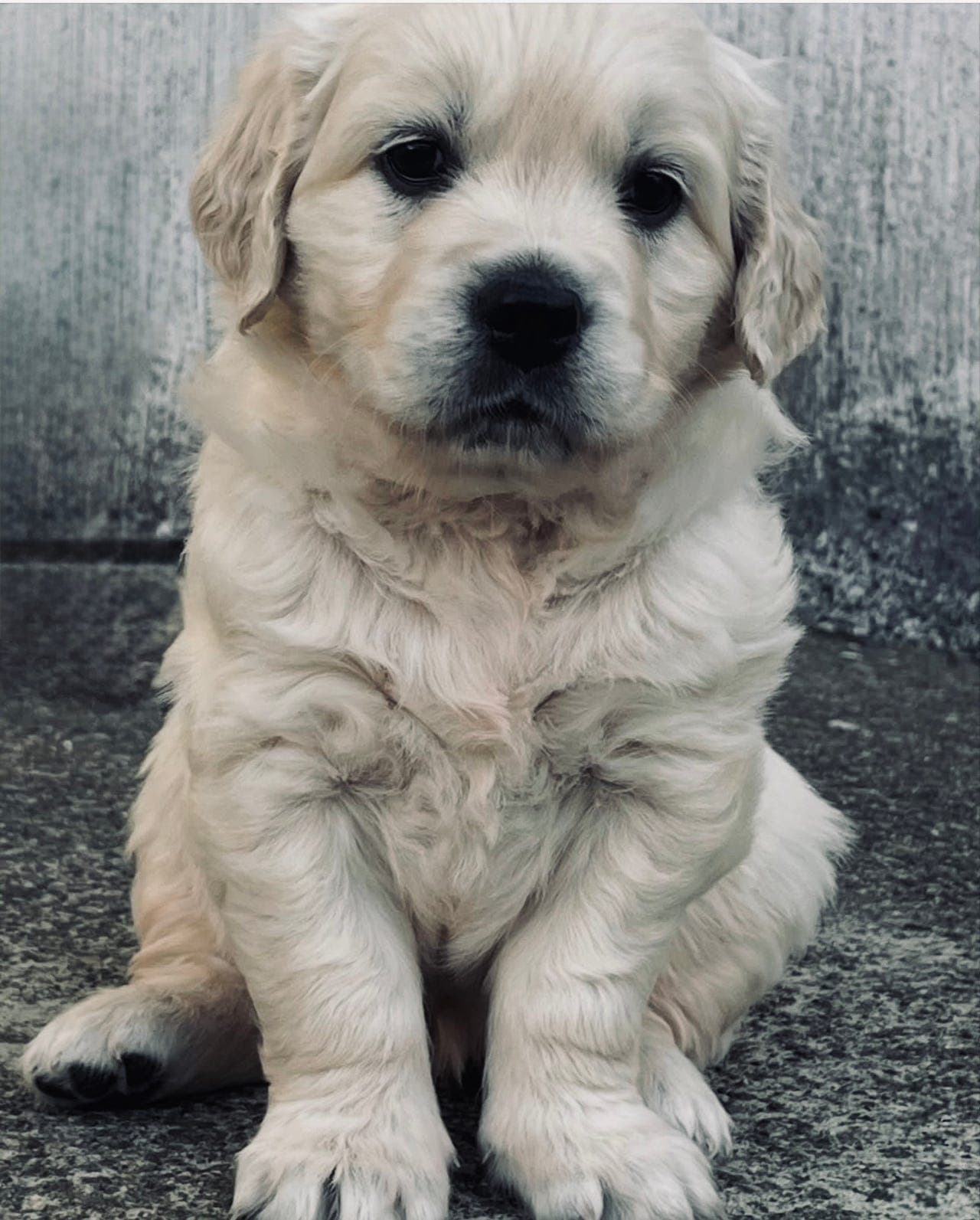 Nydelig Golden Retriever-valp med NKK-stamtavle søker nytt hjem ❤️