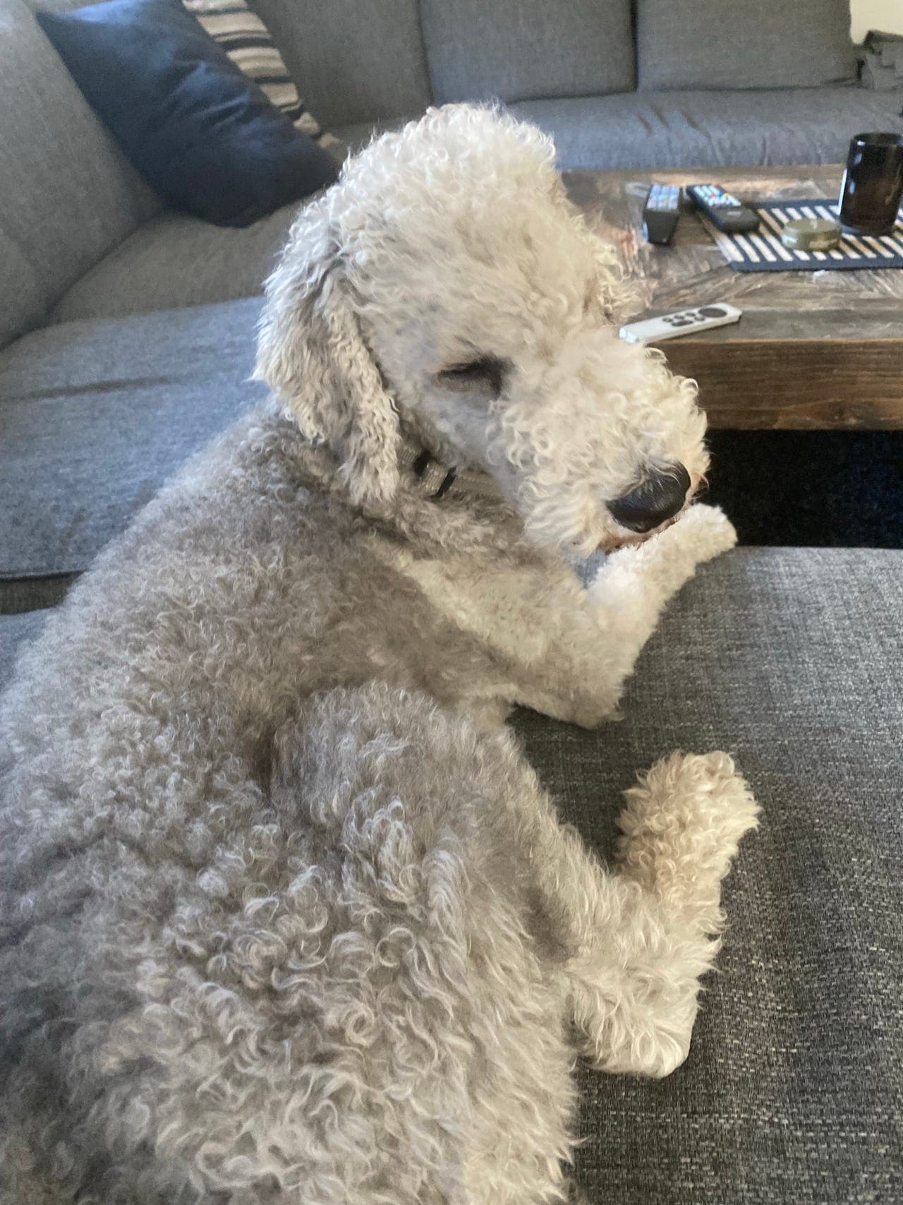 Bedlington Terrier