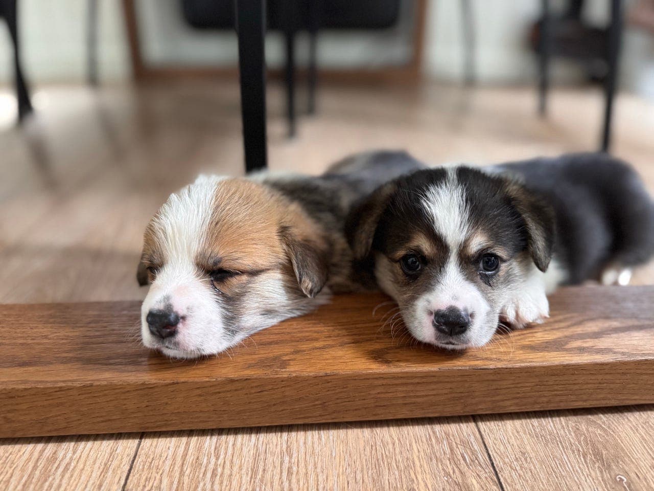 Welsh Corgi Pembroke-valper