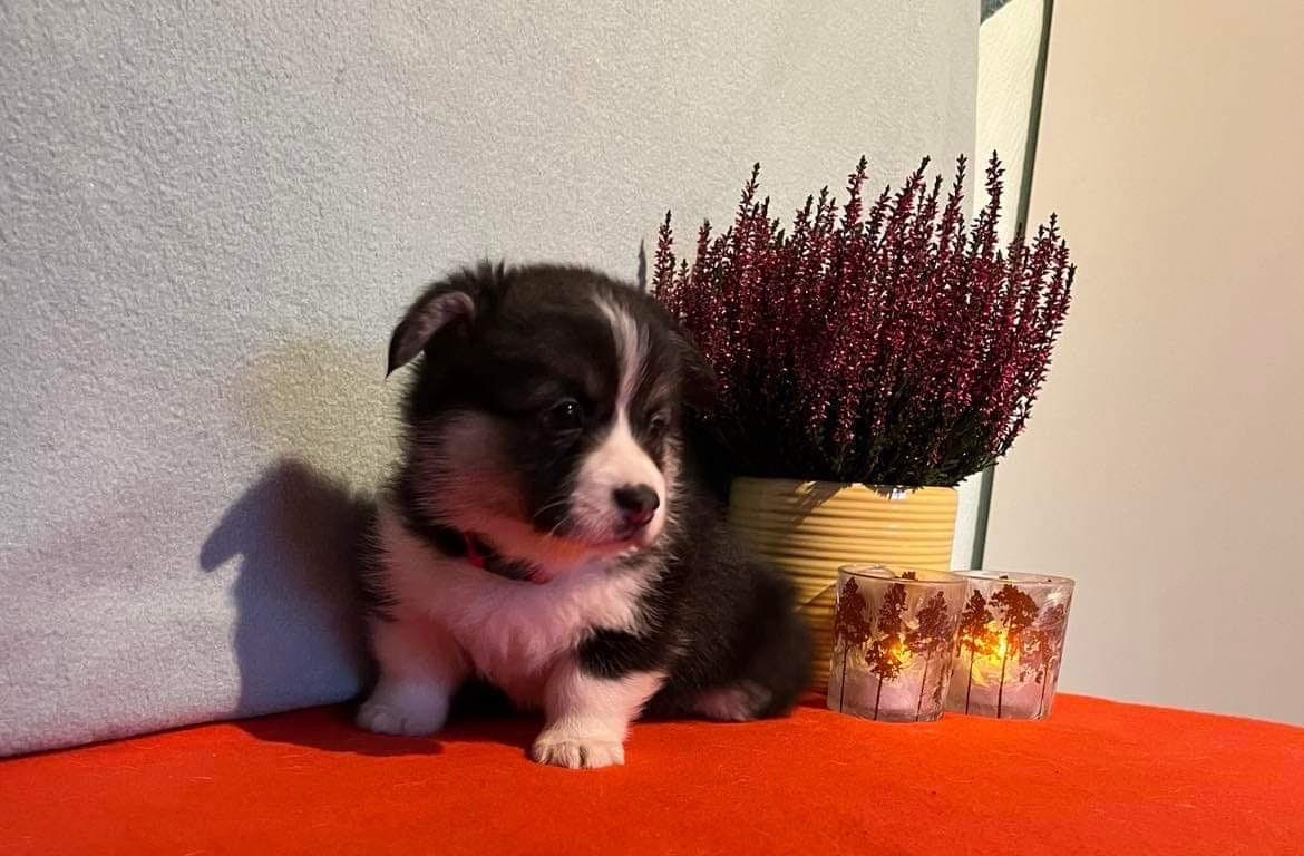 Forvert søkes til kommende Welsh Corgi Pembroke-valp