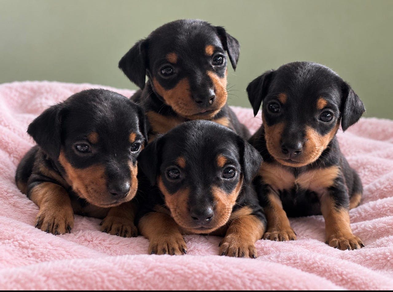 Dvergpinscher valper for salg 🐶❤️