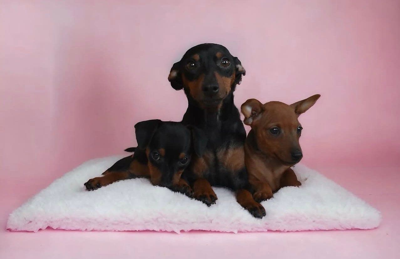 Dvergpinscher kull ventes ❤️🐶