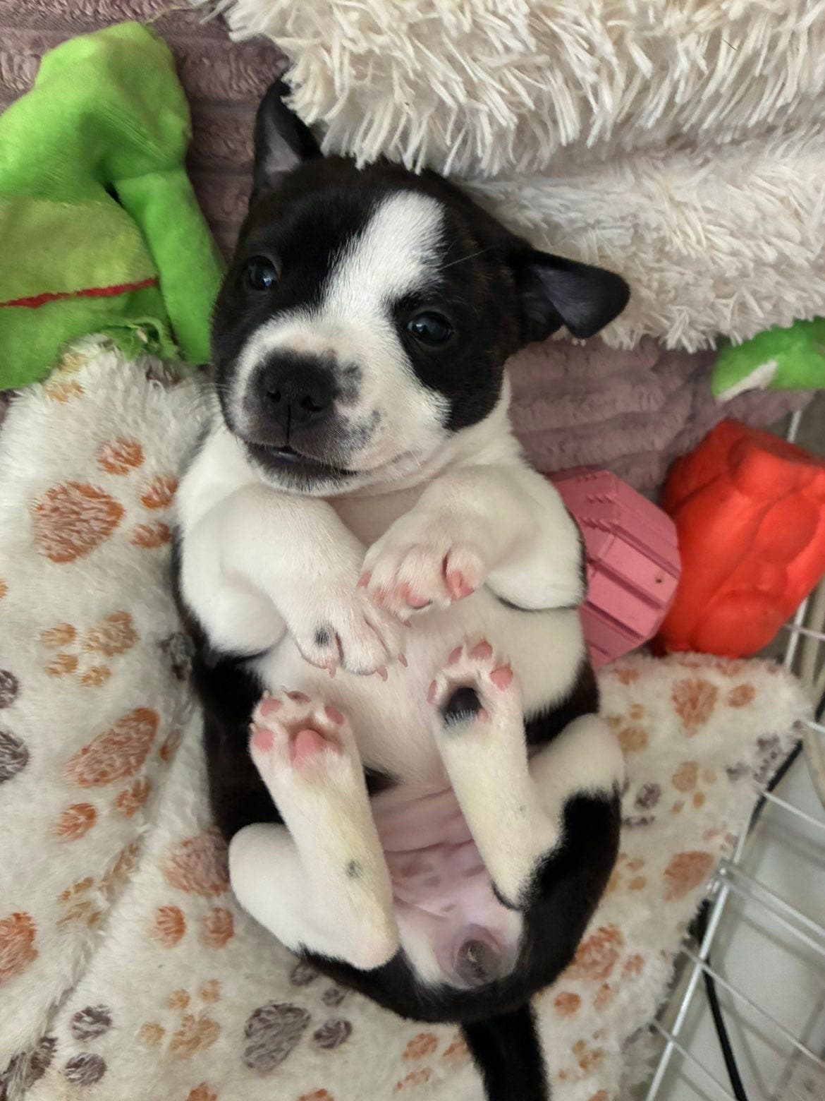 KUN EN TISPE LEDIG! Nydelige Staffordshire bullterier valper