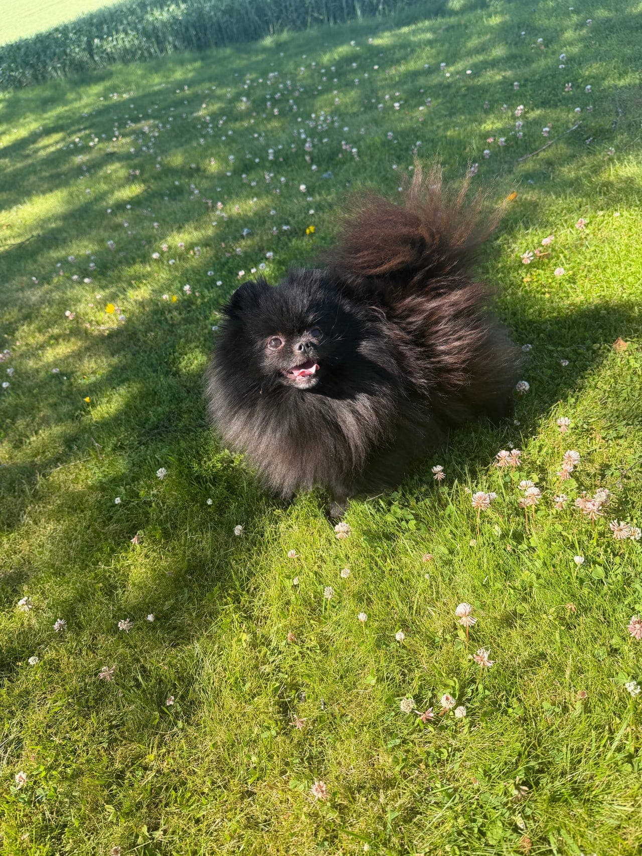 Pomeranian tispe