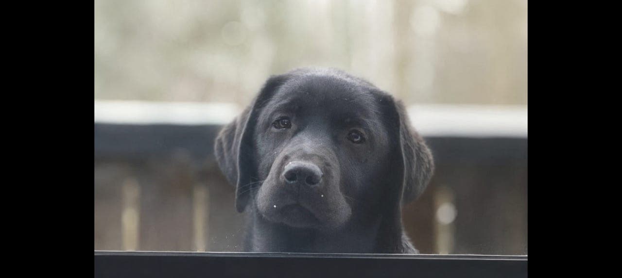 Deilig labrador tispe selges