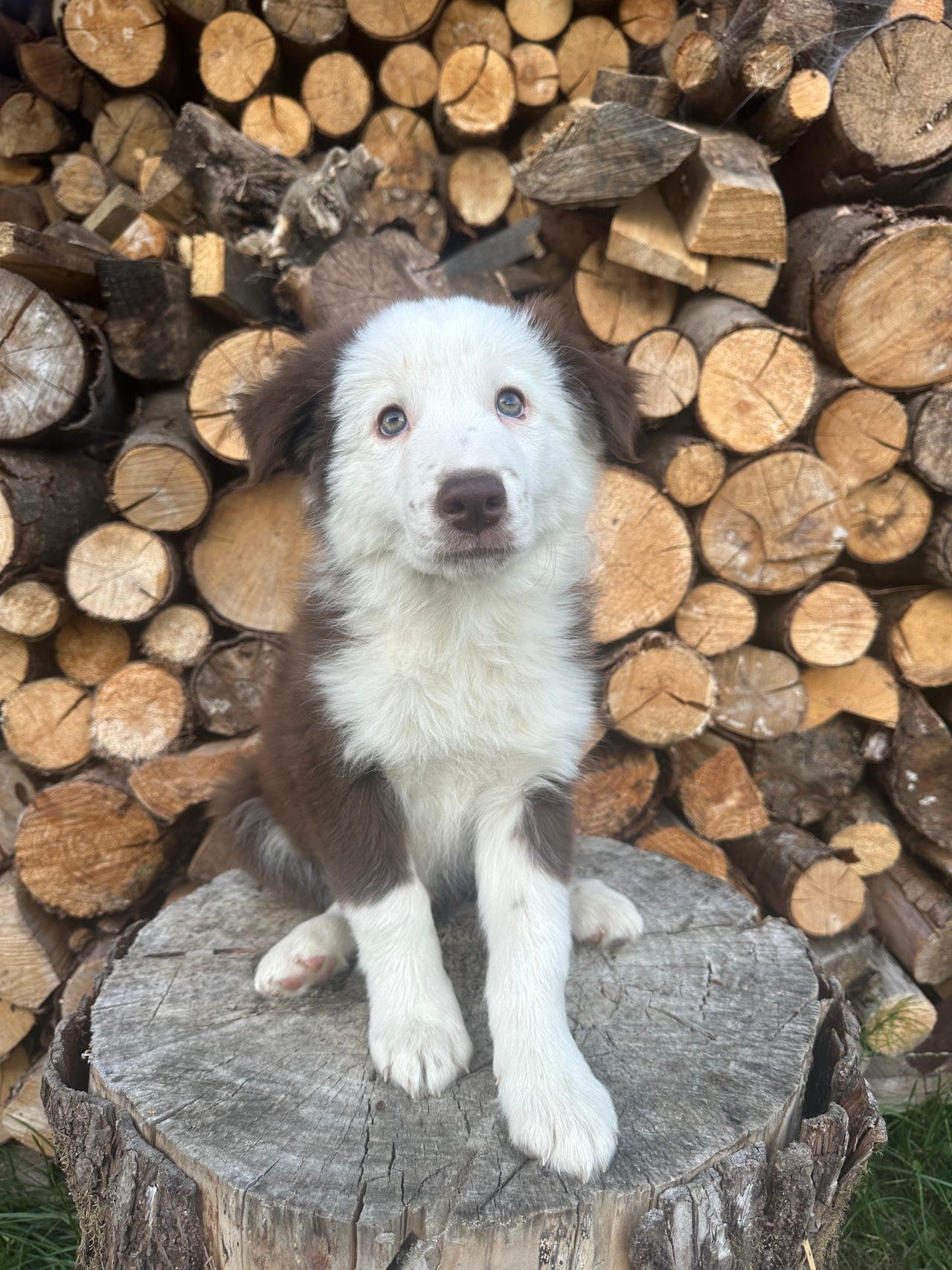 Border Collie