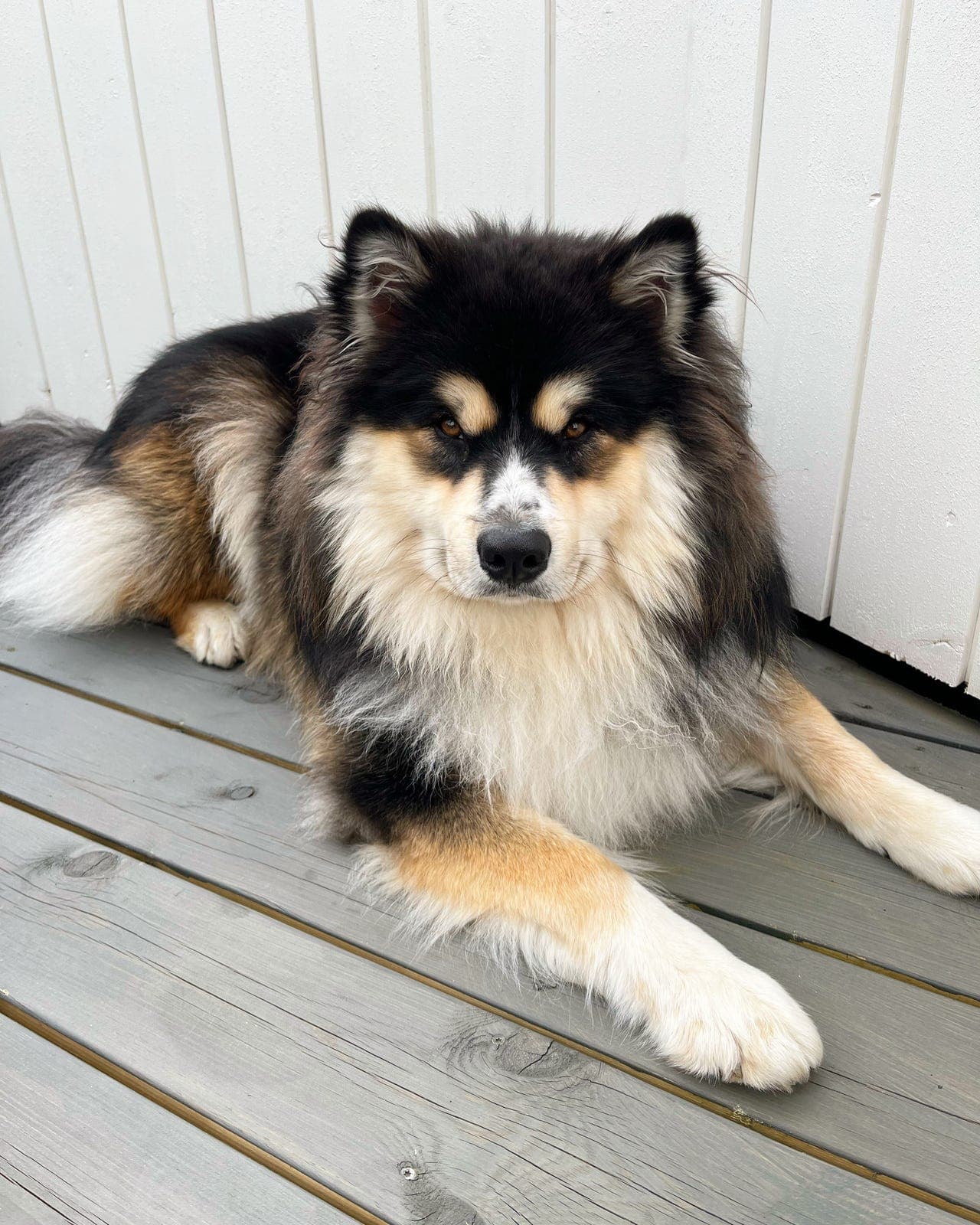 Finsk lapphund søker et godt hjem
