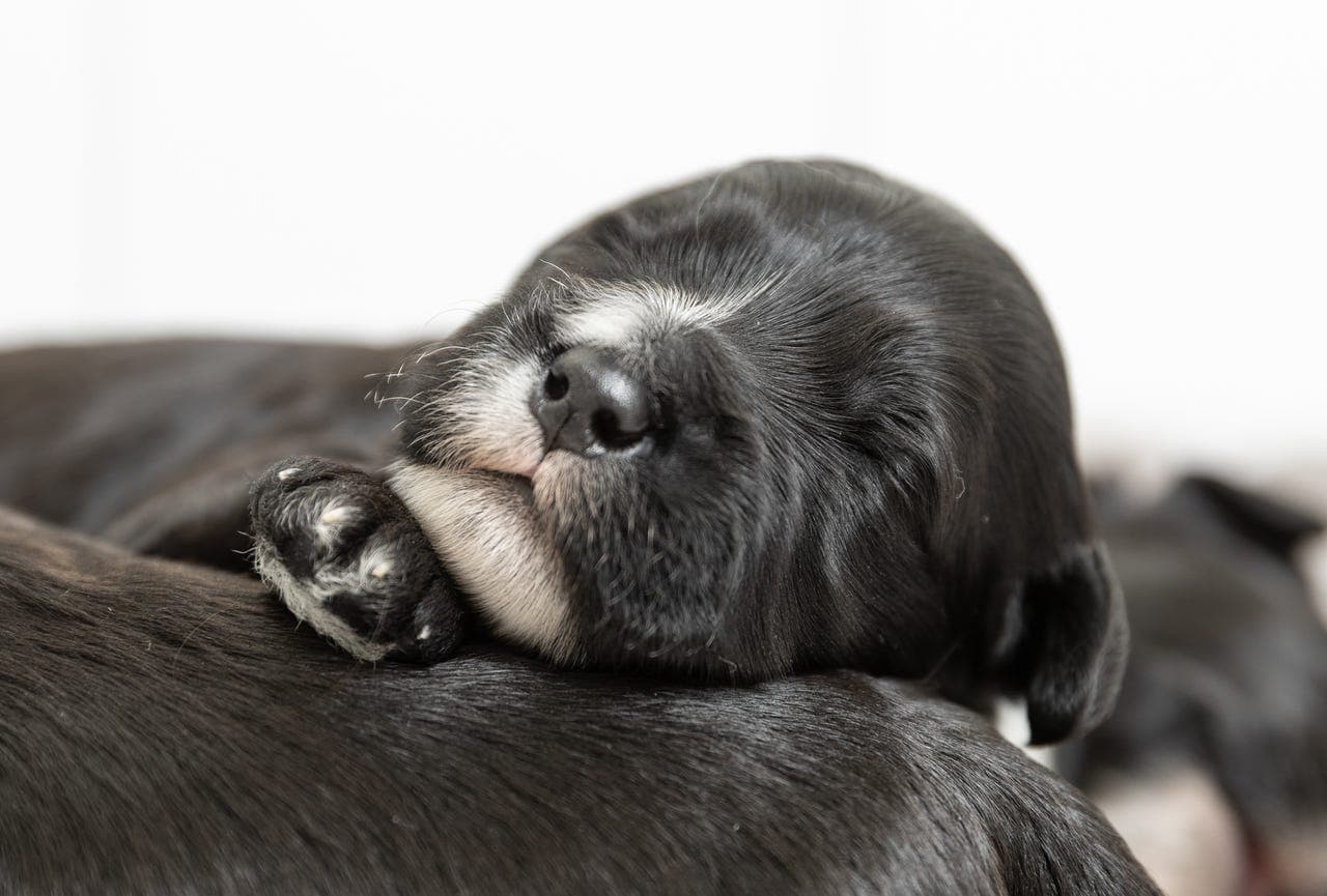 Portugisisk vannhund valper