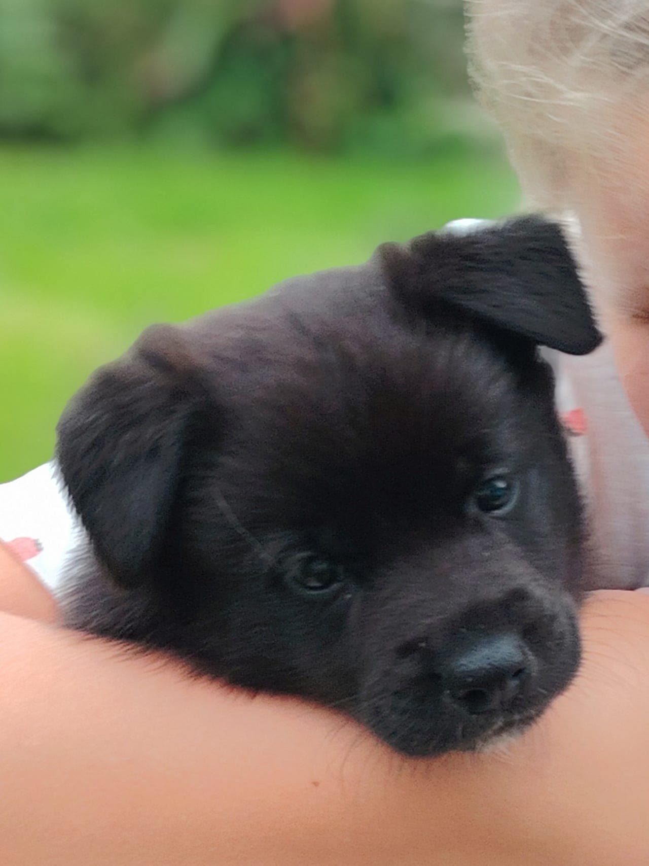 Norsk Buhund Valper