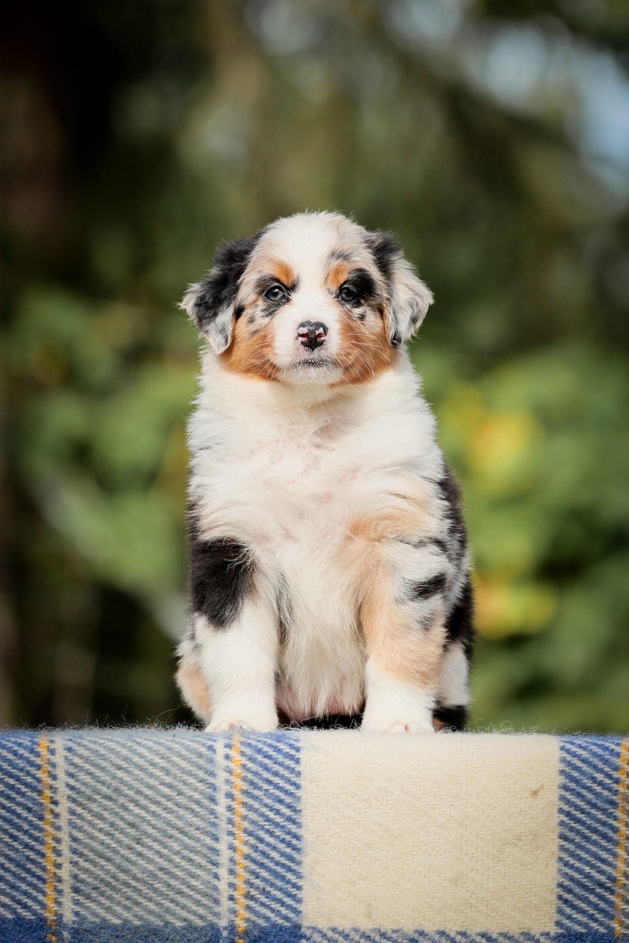 Australian shepherd tispe