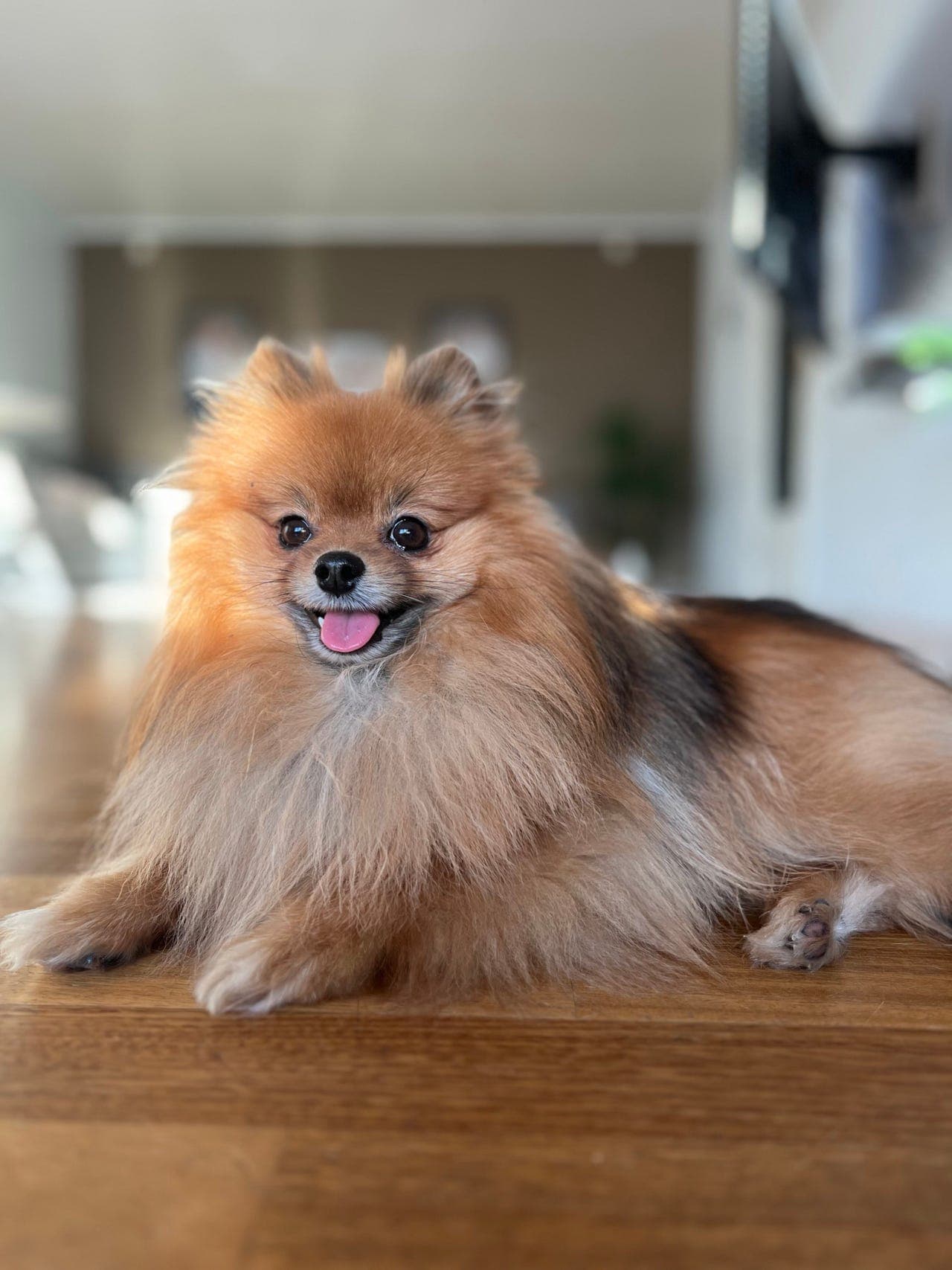 Pomeranian🐶