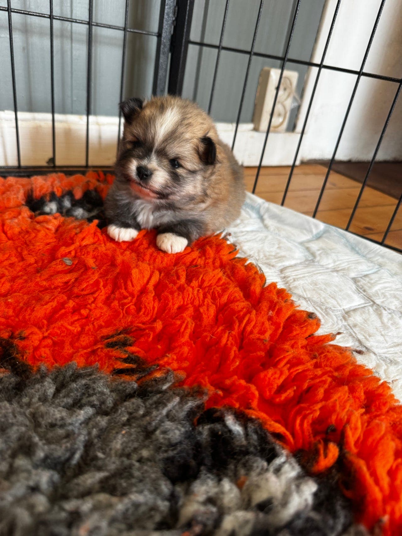 Flott nkk reg kleinspitz tispe