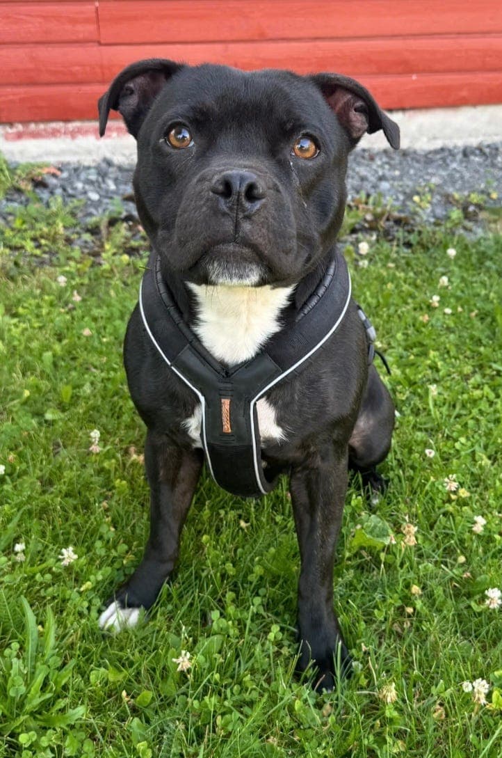 Nydelig Staffordshire Bull Terrier tispe