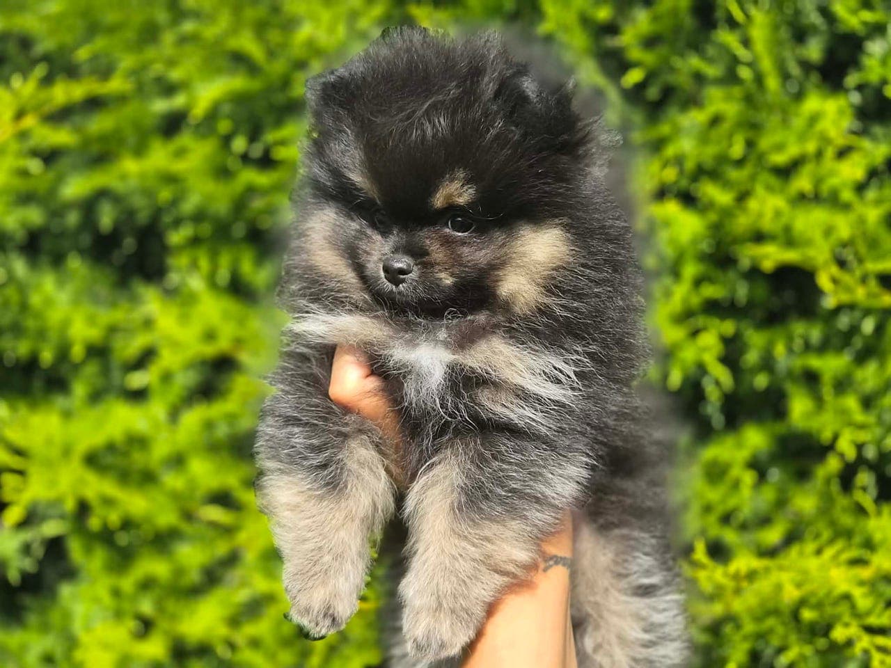 Nkk reg Pomeranian gutt