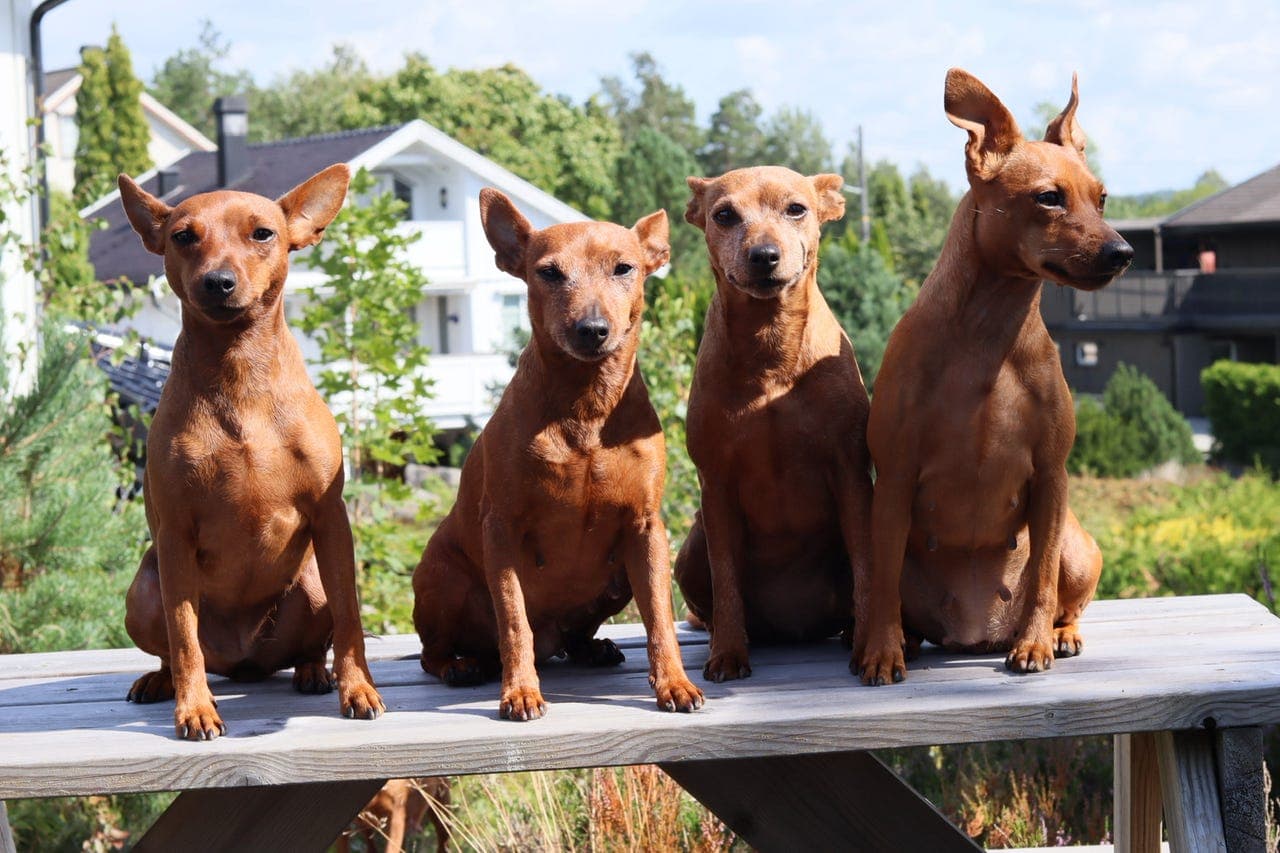 Dvergpinscher valper ventes i uke 35