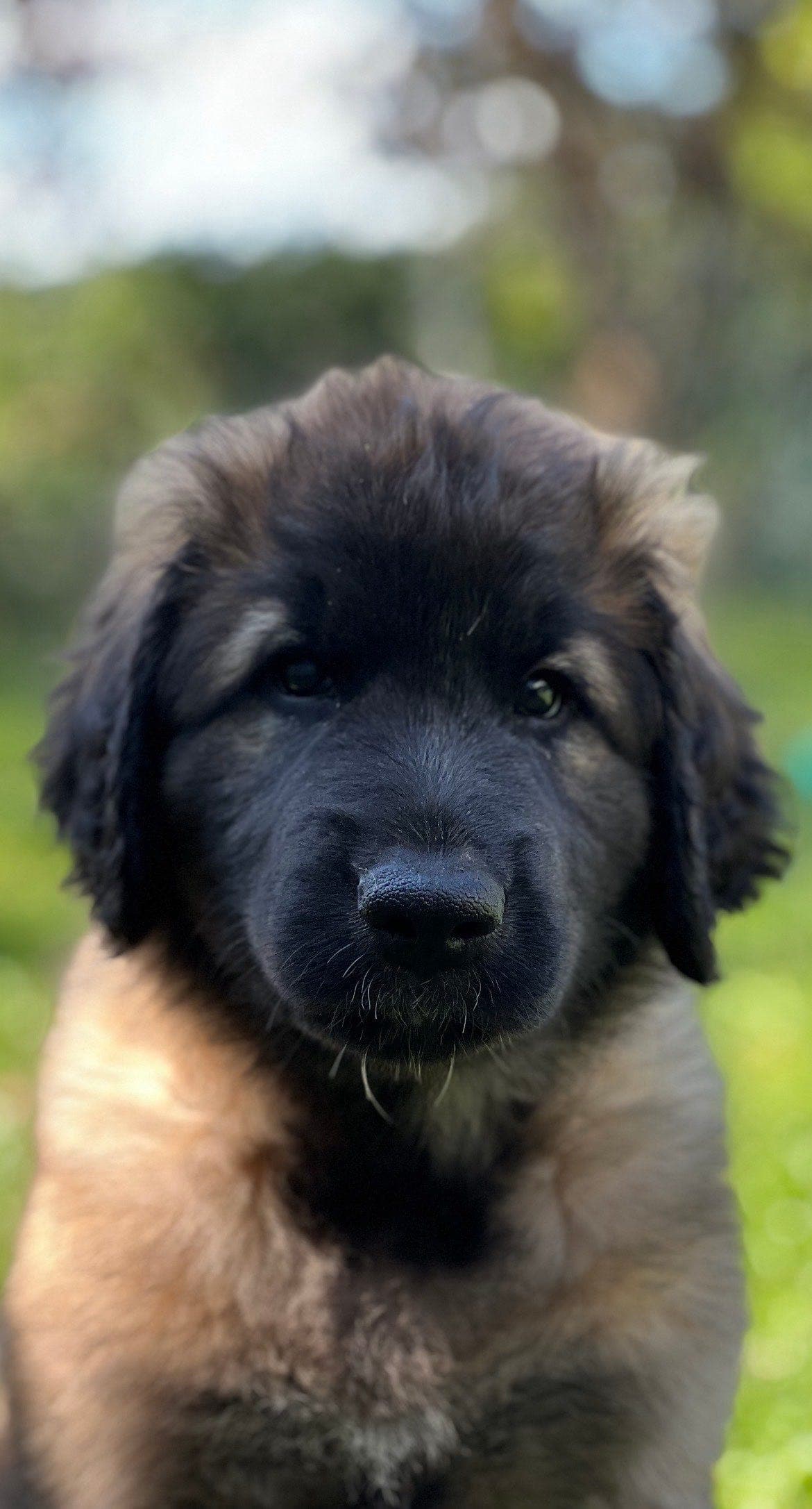 SOLGT . Nydelig Leonberger valp på 9 uker søker sitt rette hjem ❤️