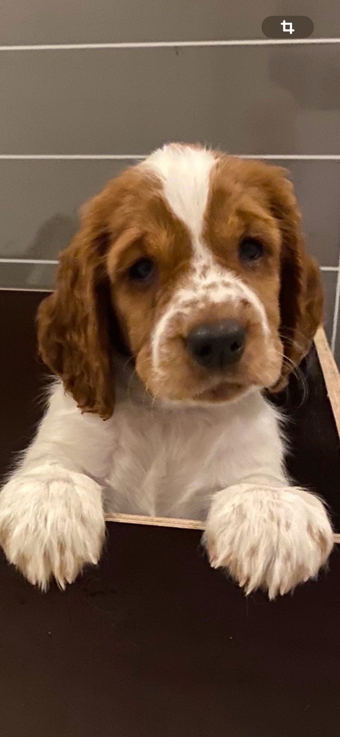 Welsh Springer Spaniel
