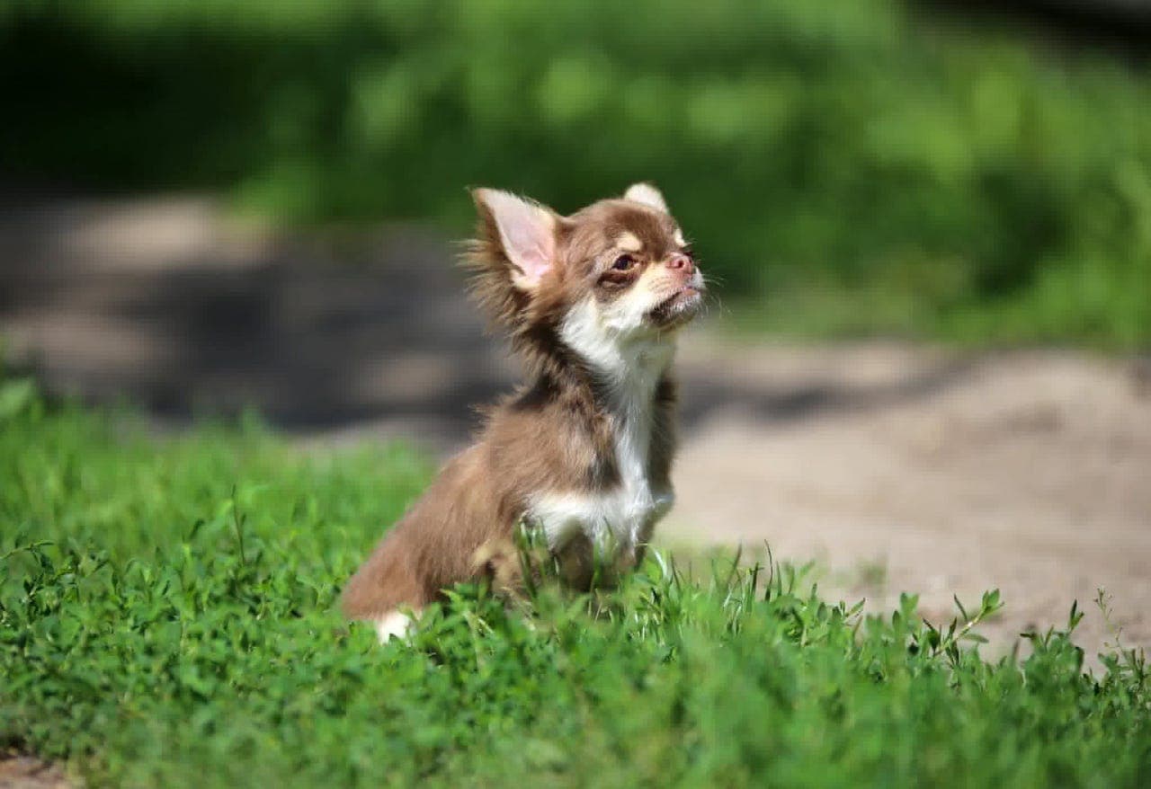 Chihuahua valpen FCI