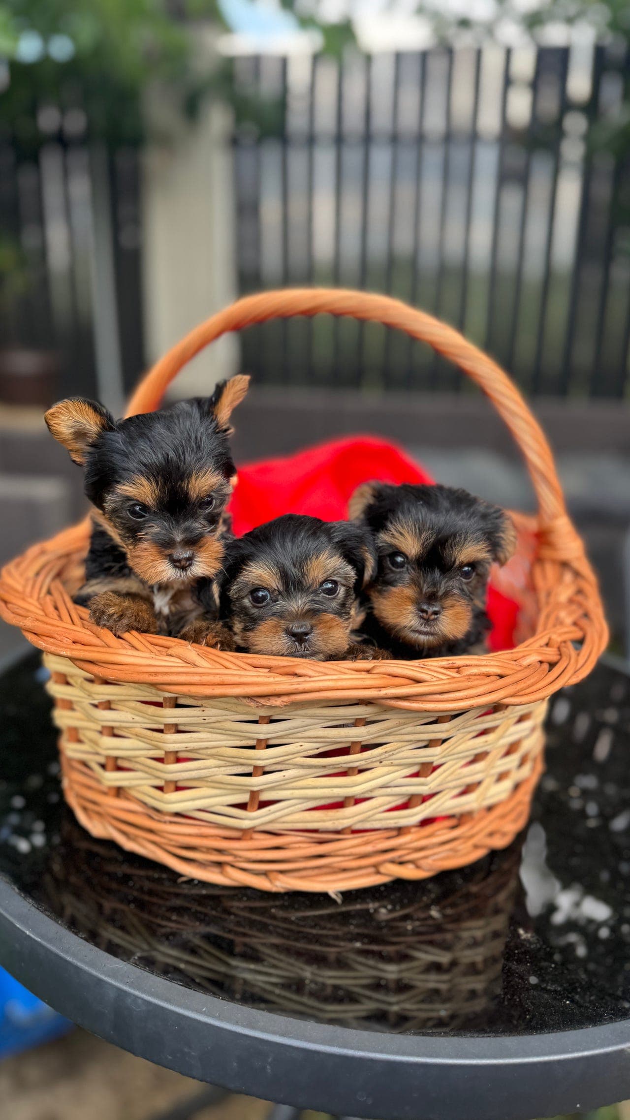 Yorkshire Terrier til salgs