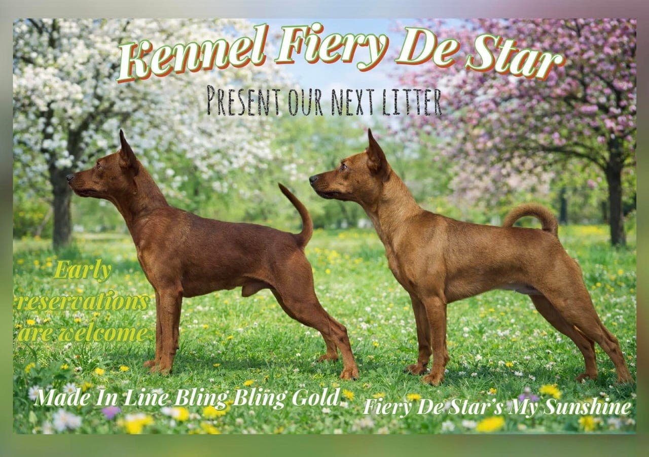 Dvergpinscher valp