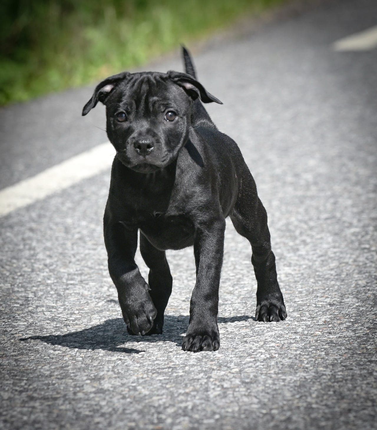 Leveringsklar - Staffordshire Bull Terrier