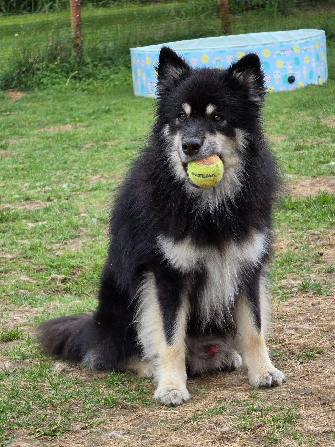 Finsk lapphund