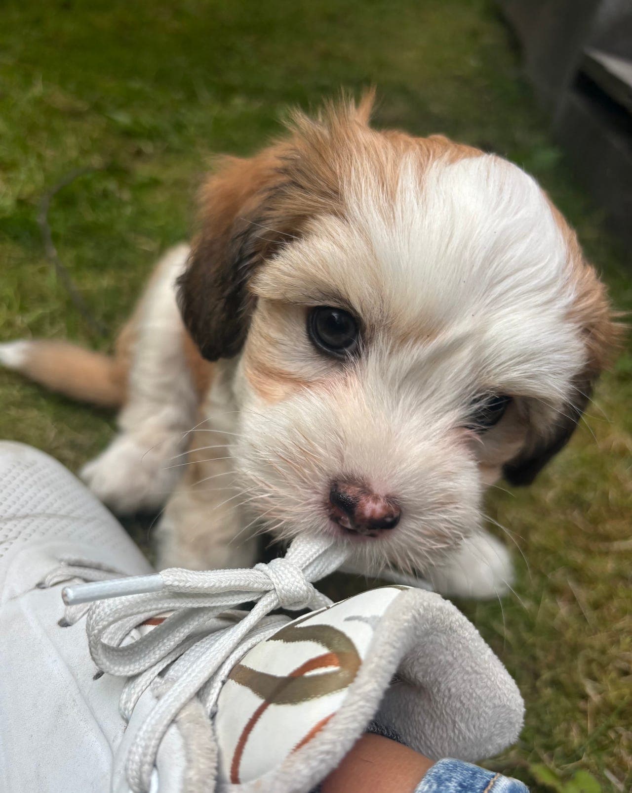 Nydelig Chinese Crested Powder Puff. Sosial, snill og søt gutt