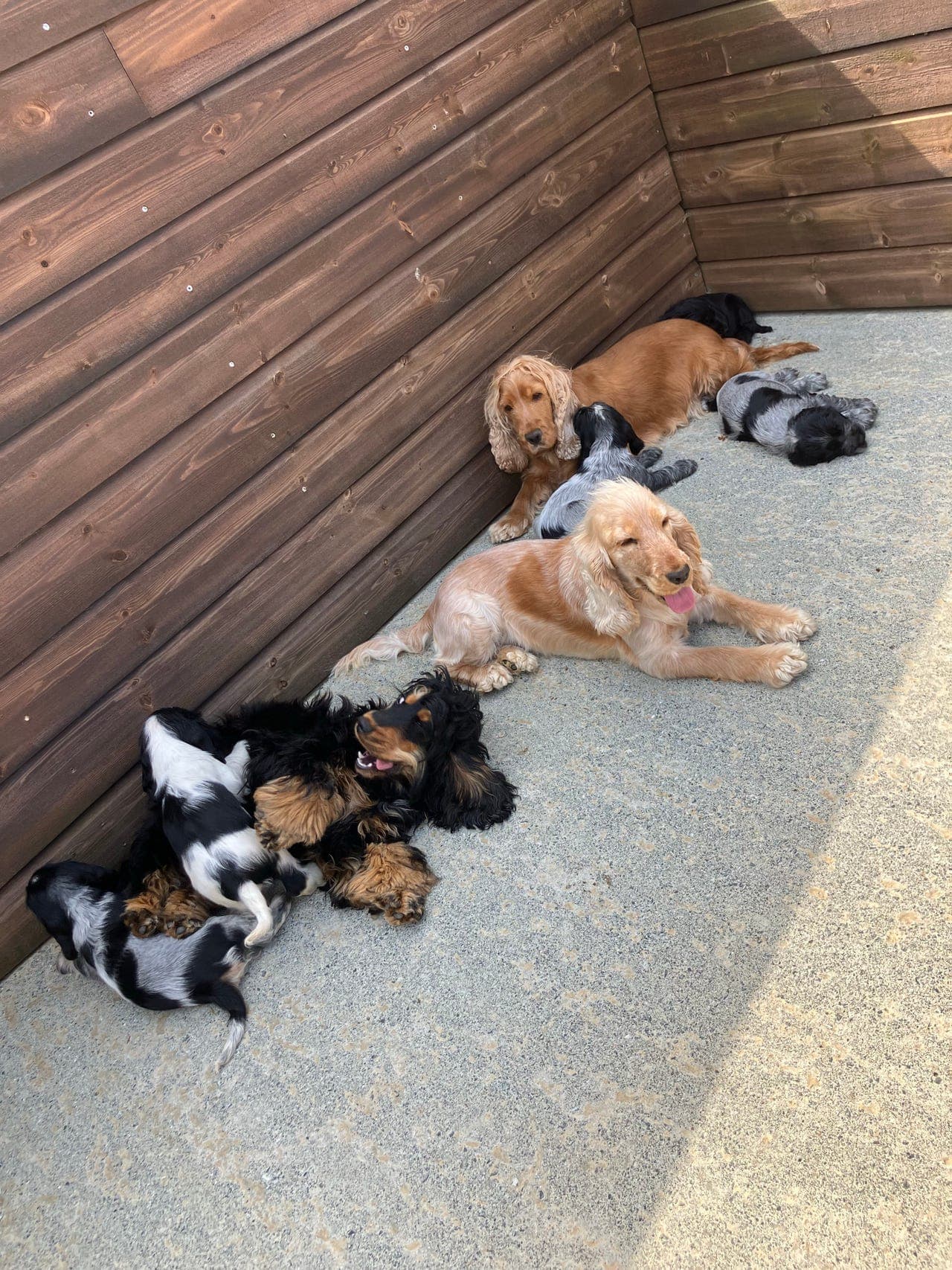 Engelsk Cocker spaniels valper ventes