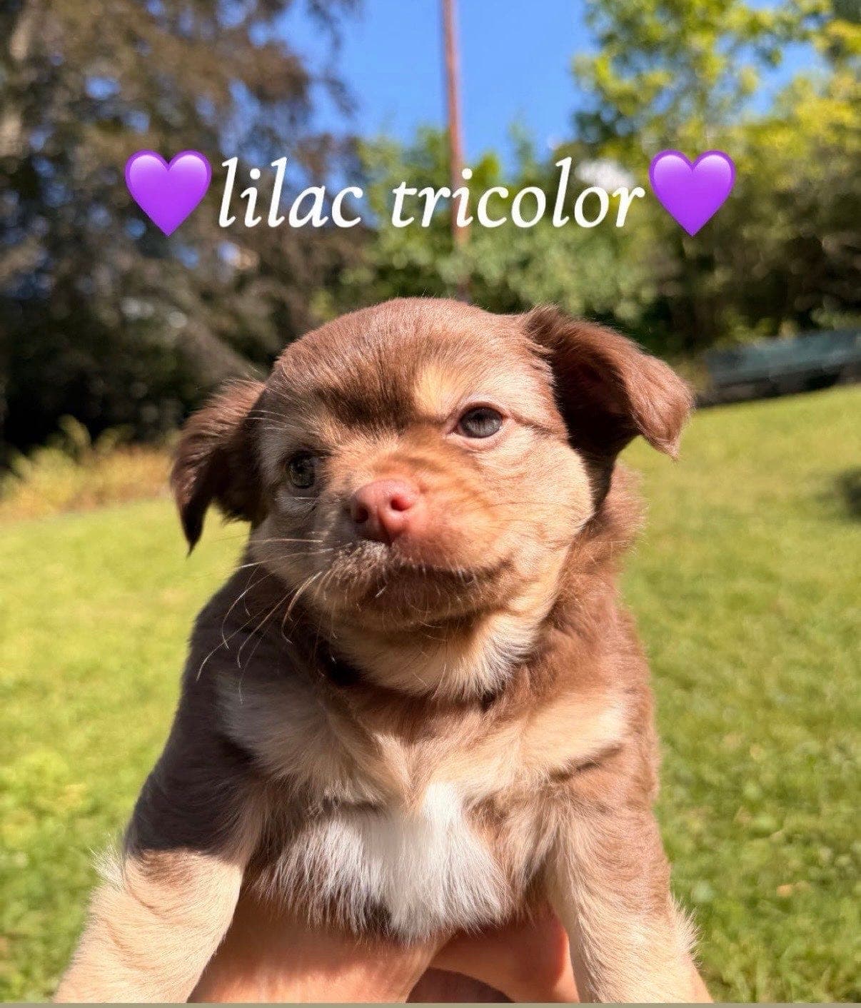 Lilac tricolor chihuahua valp