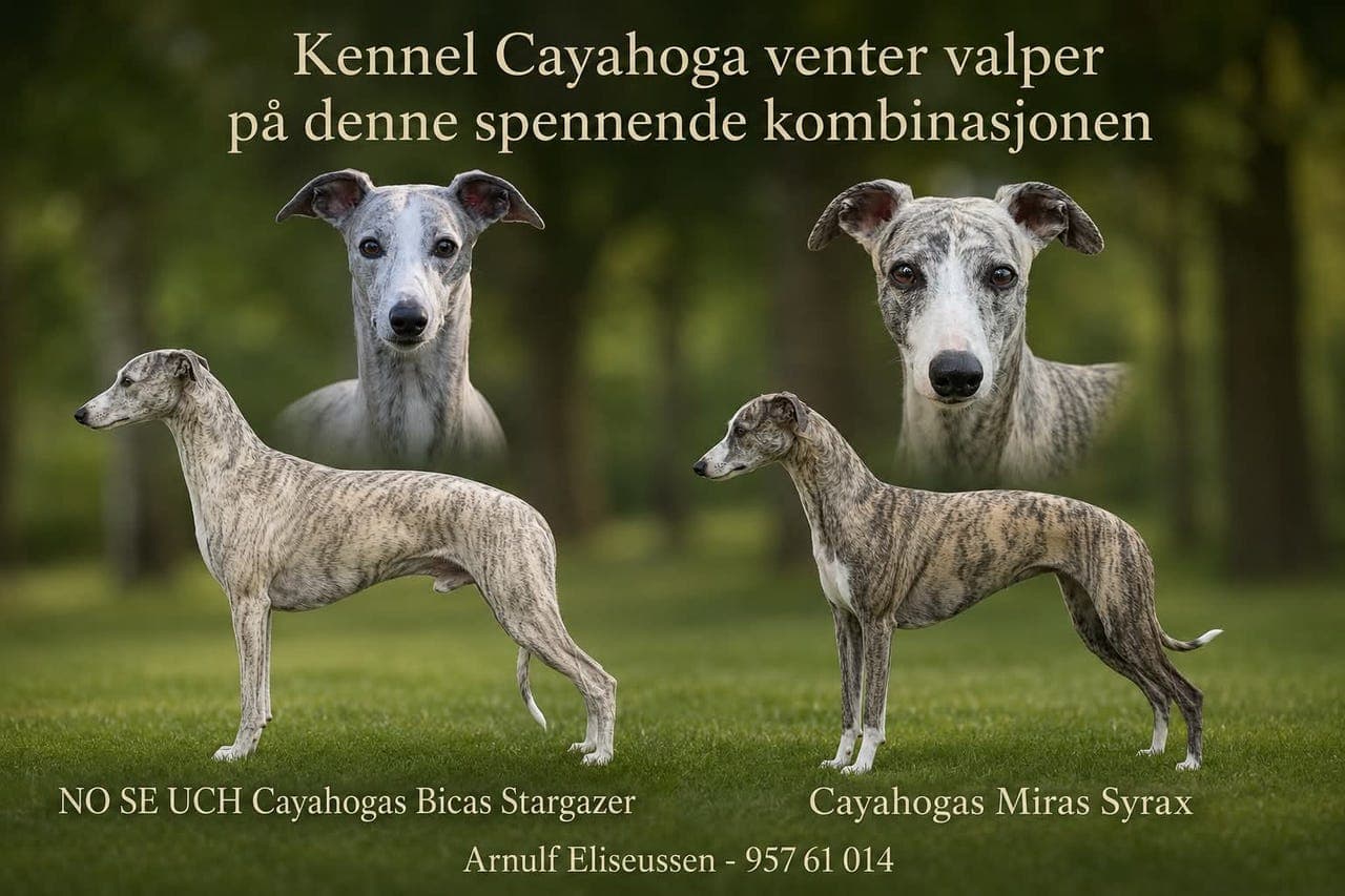 Whippetvalper ventes