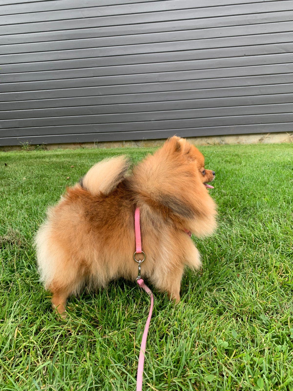 NKK registrert Pomeranian tispe