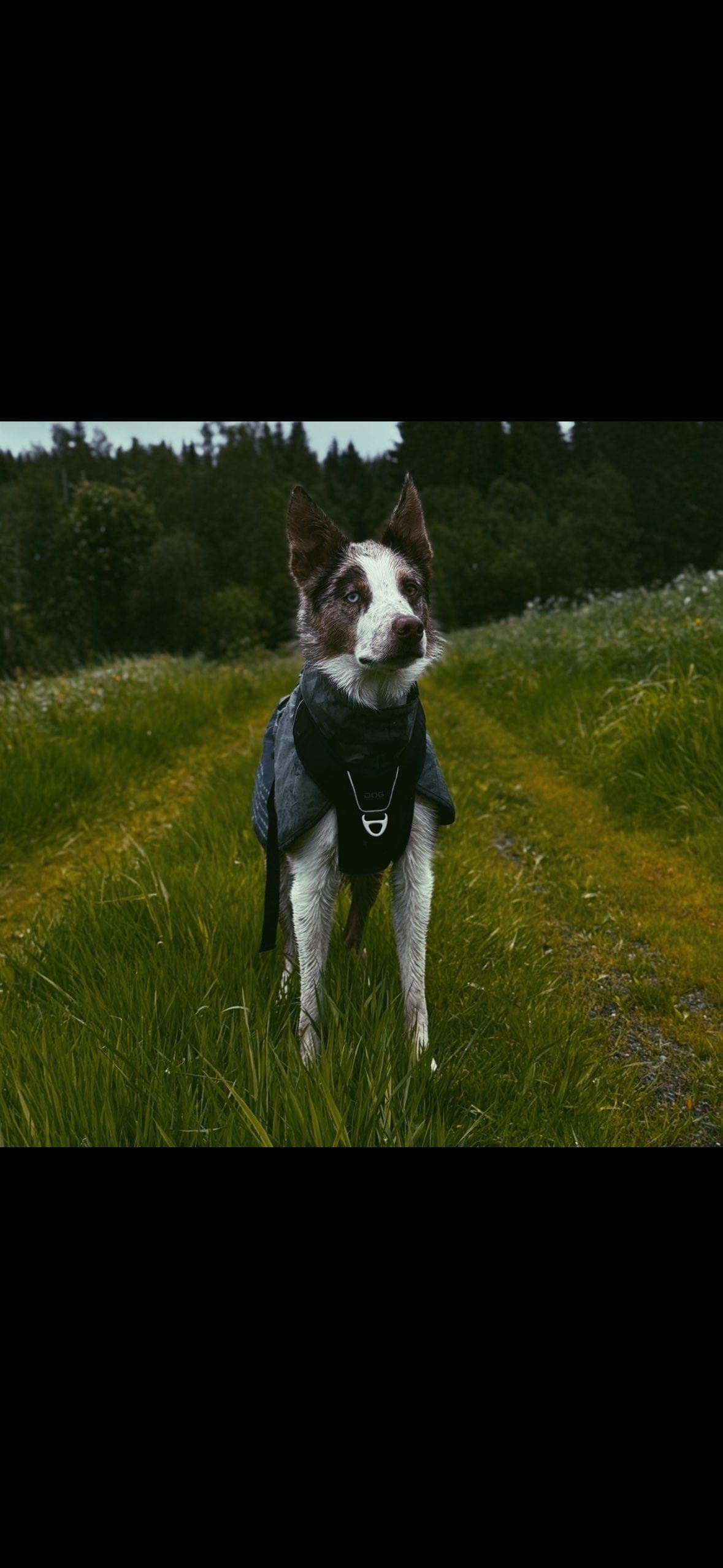BorderCollie unghund🤍🤎