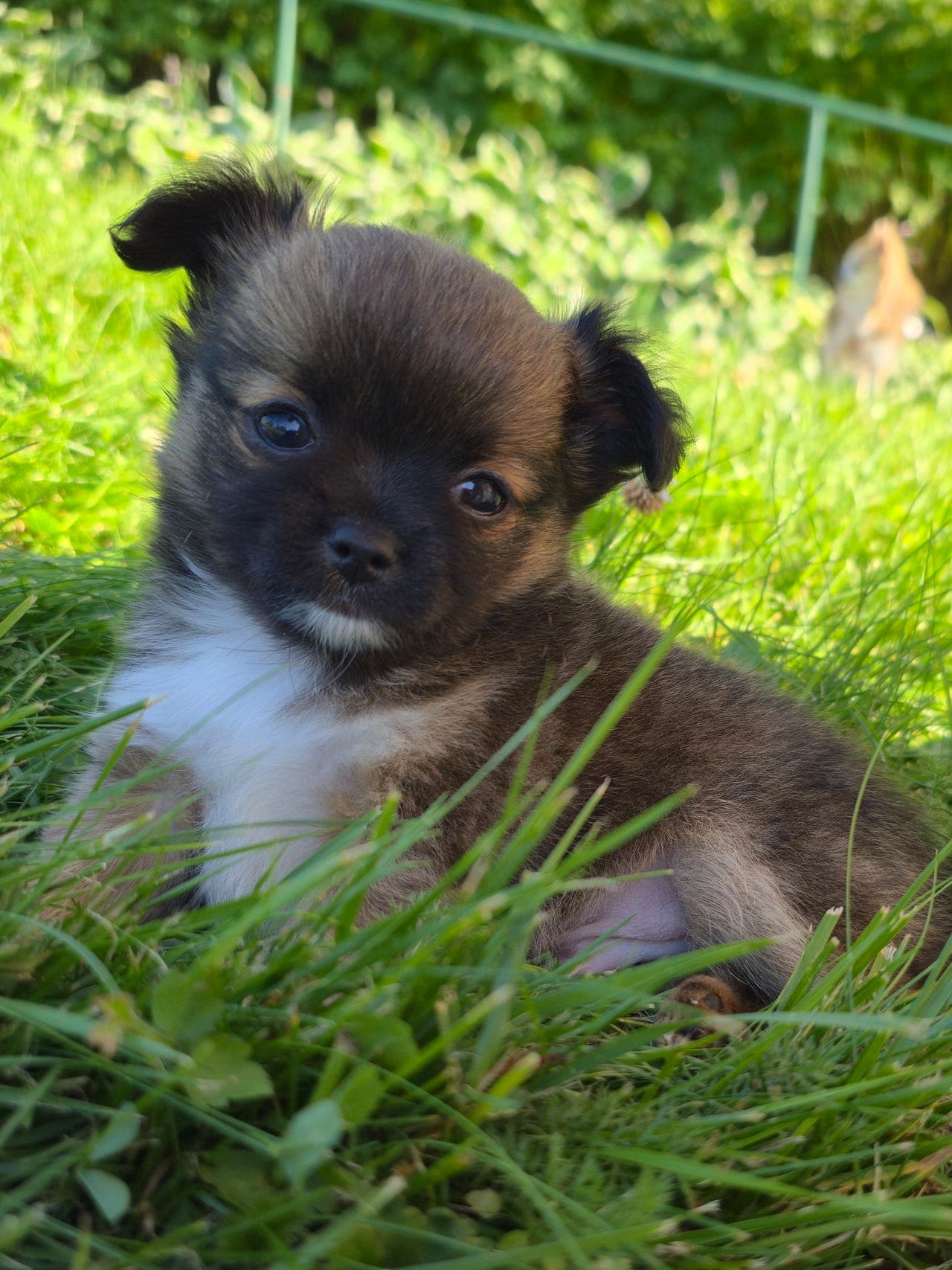Chihuahua gutt, langhåret