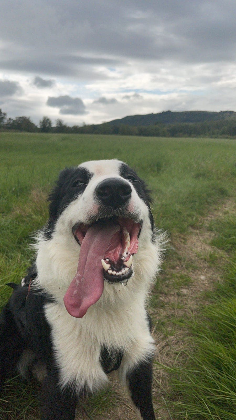 Border Collie hann (3 år)