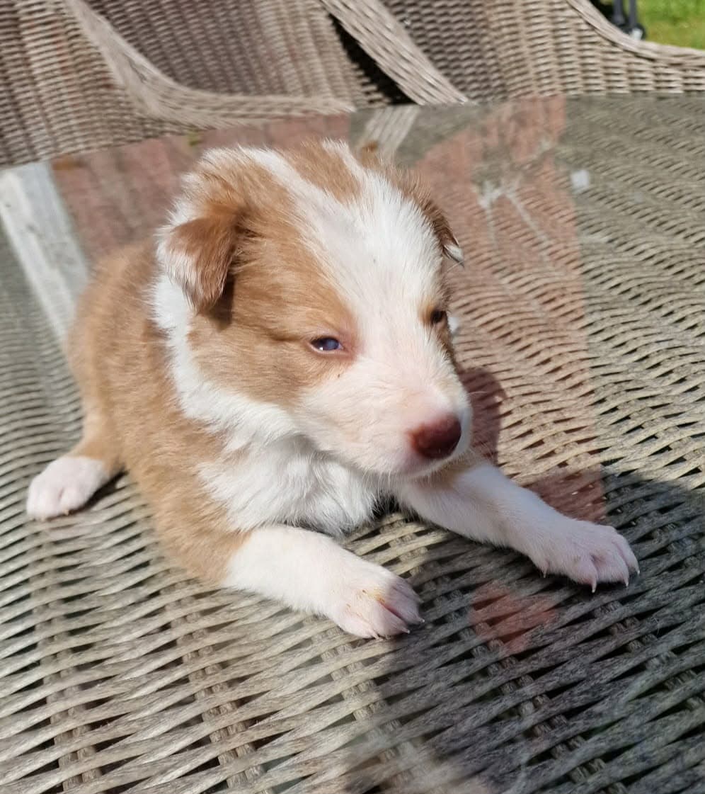 Border Collie NKK registrert