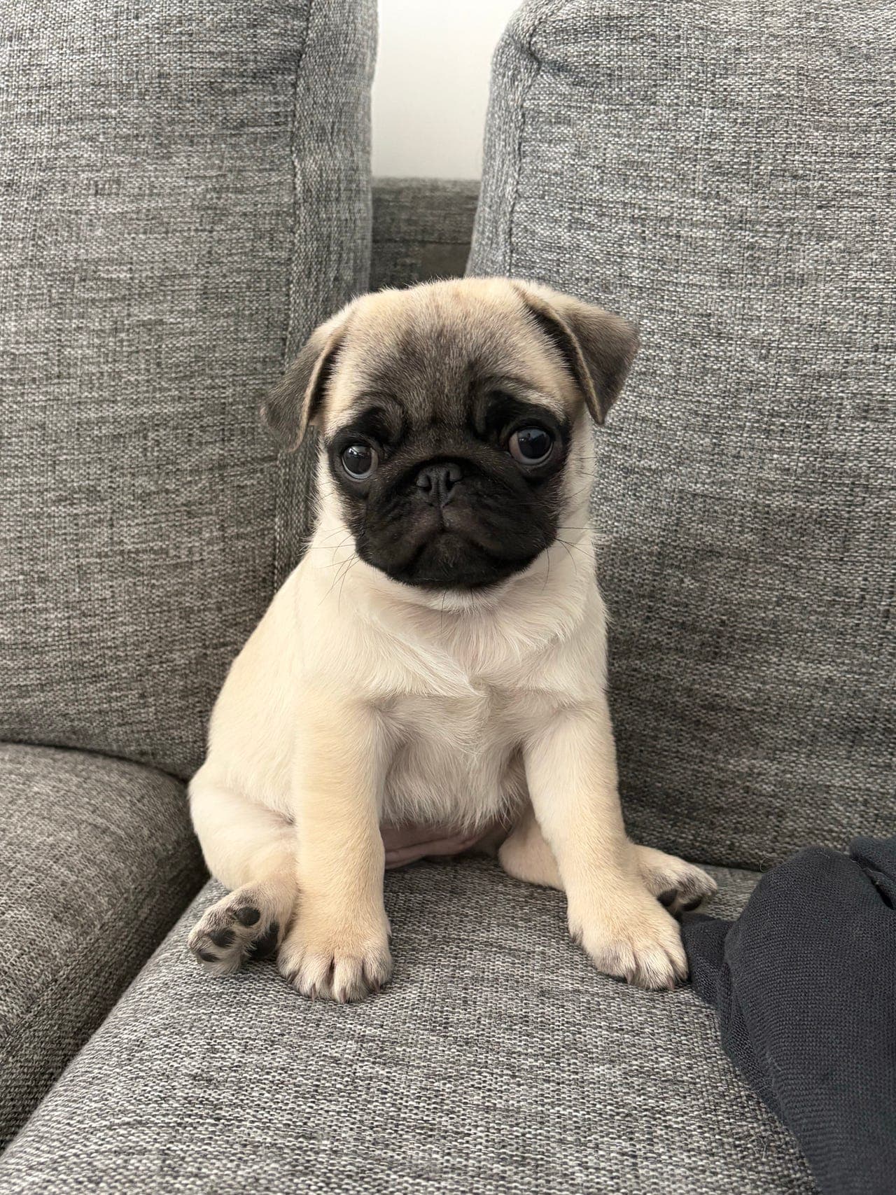 Mops