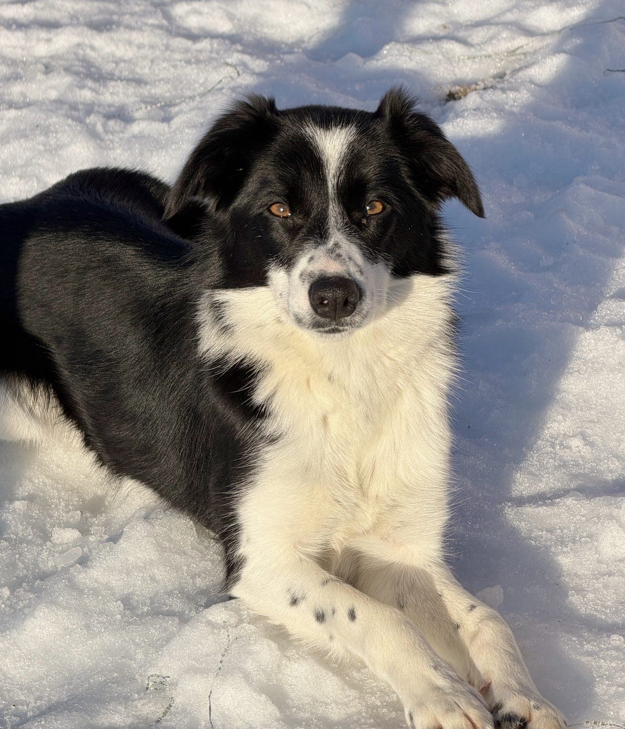 Border collie tispe